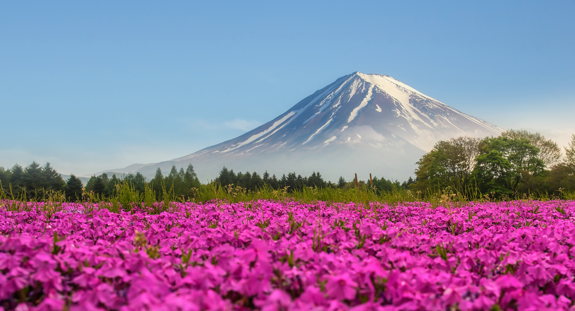 Pink Flower Field with Mount Fuji in Background