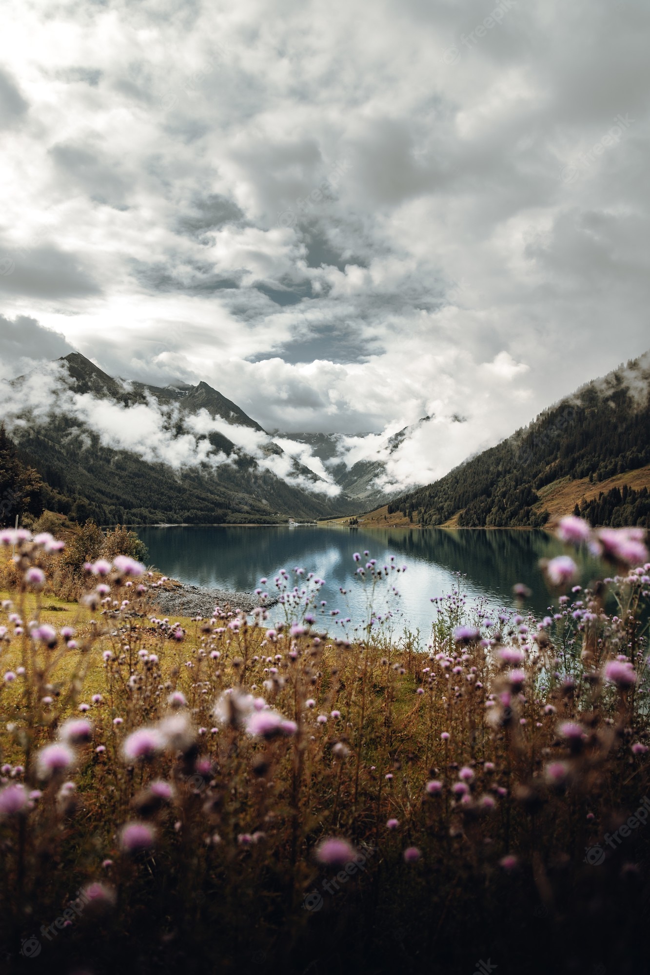 Free Photo. Pink flowers near lake and mountains under cloudy sky during daytime
