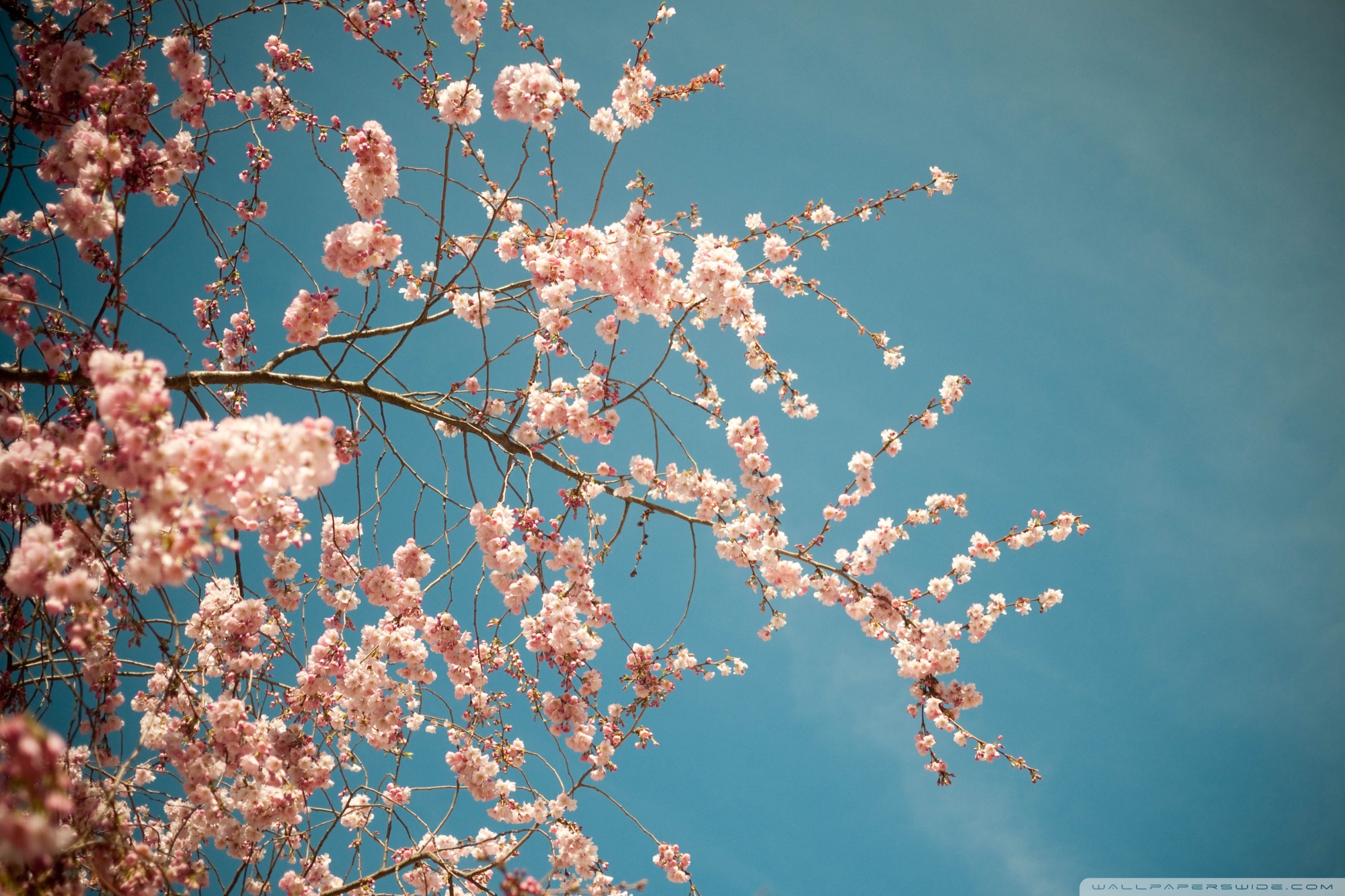 Blossom Tree, Spring Ultra HD Desktop Background Wallpaper for 4K UHD TV, Tablet