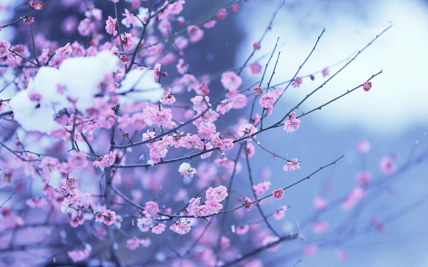 Blossom tree in endless winter