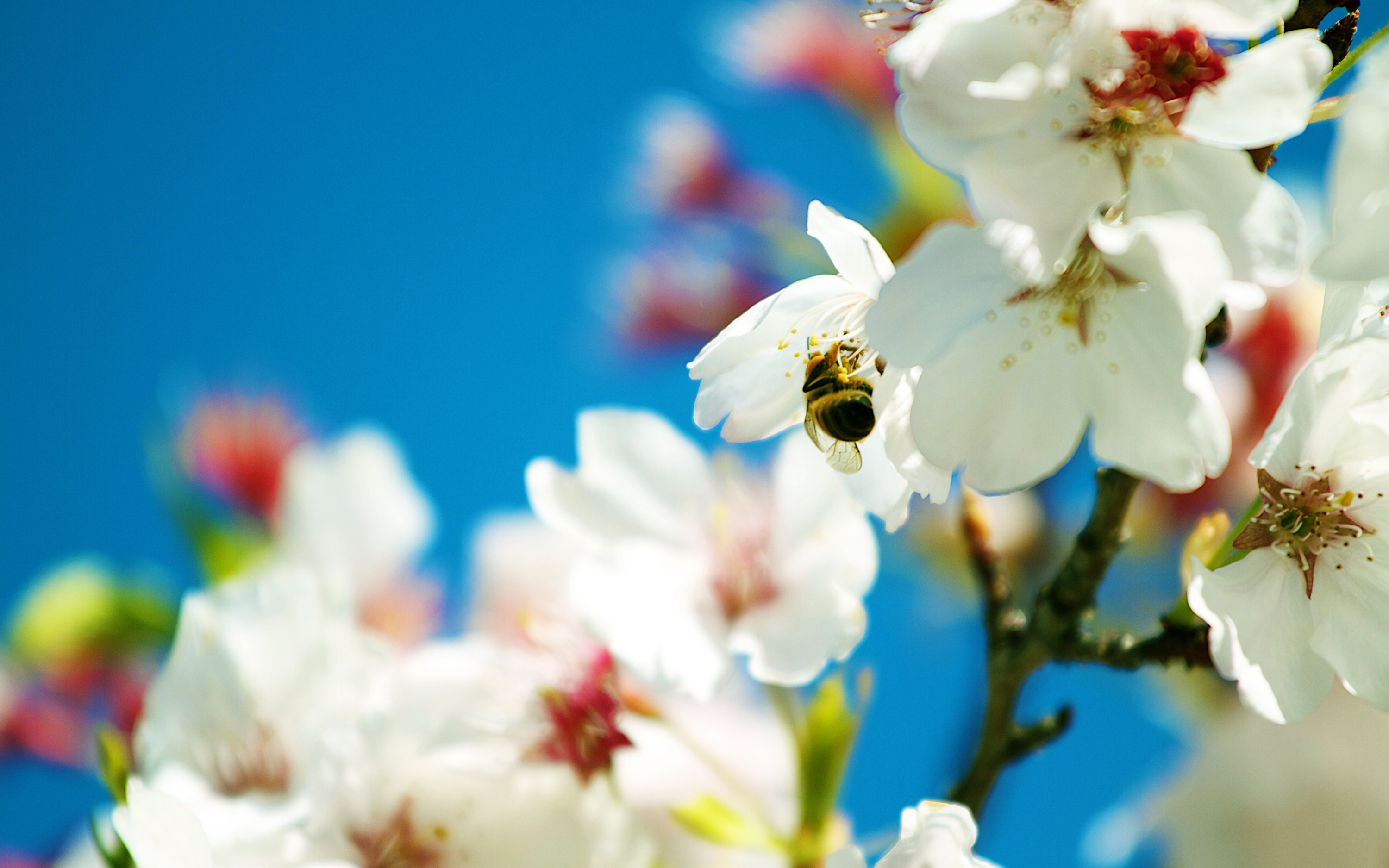 Bee on white flowers trees