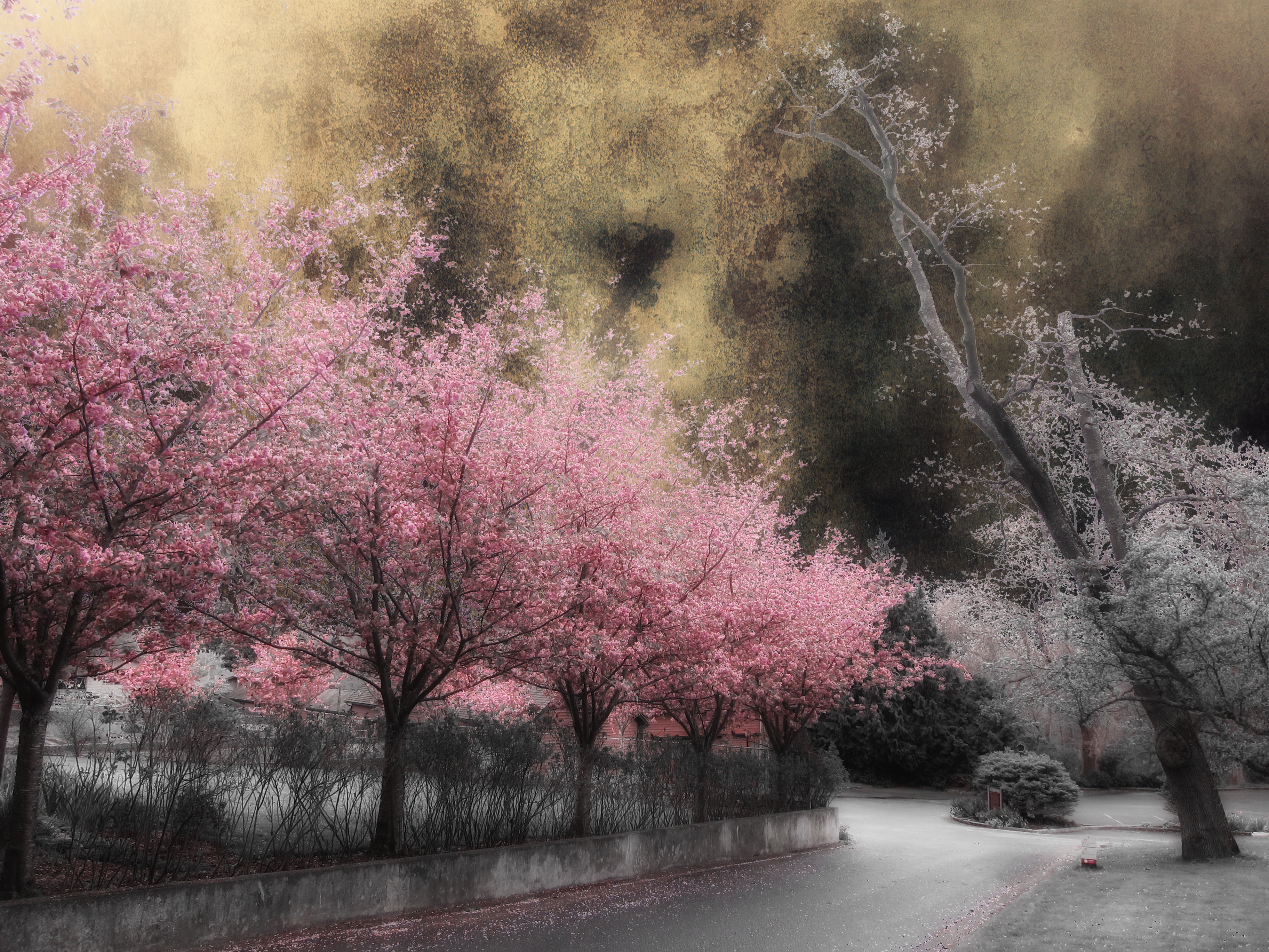 Wallpaper, sunlight, landscape, sky, winter, branch, morning, frost, cherry blossom, pink, spring, tree, autumn, flower, sakura, magicunicornverybest, woody plant 3648x2736