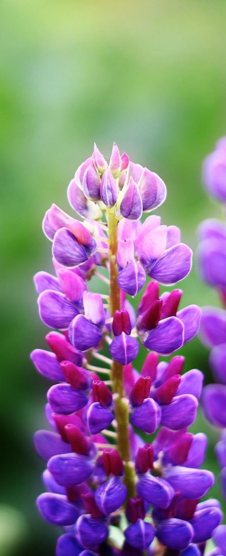 S m e l l T h e F l o w e r s. Beautiful flowers photo, Flowers nature, Purple flowers wallpaper