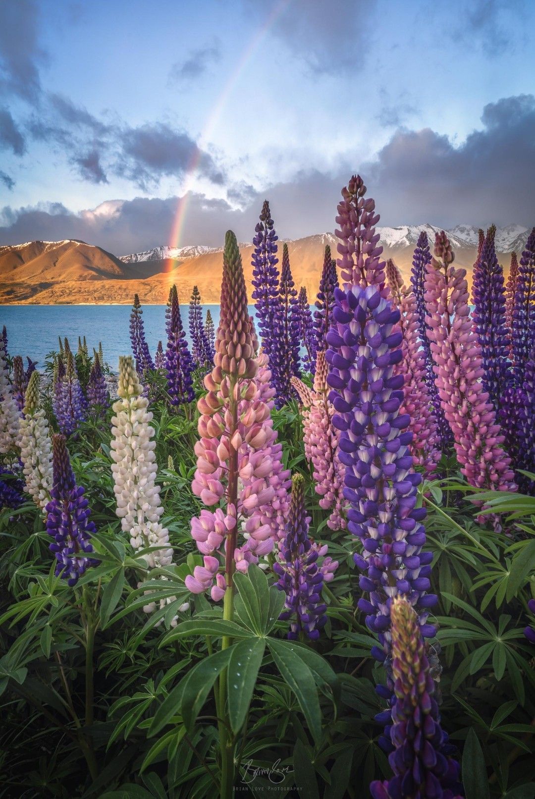 Lupine Fields. Lake Pukaki, New Zealand. Lupine flowers, Beautiful nature, Landscape drawings