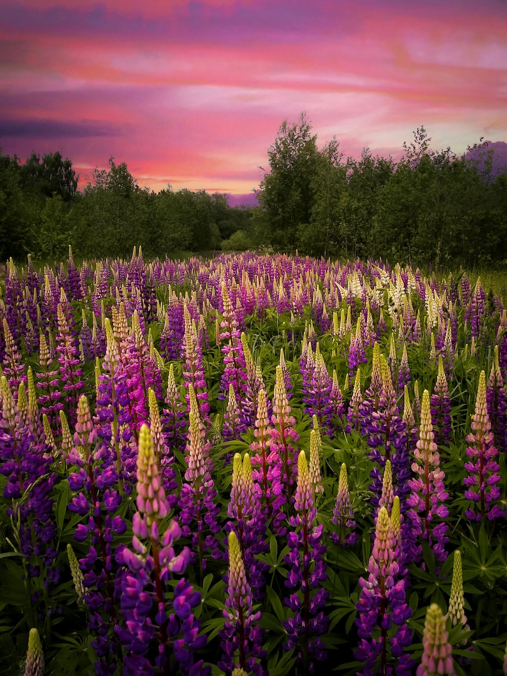 Lupine Picture. Download Free Image