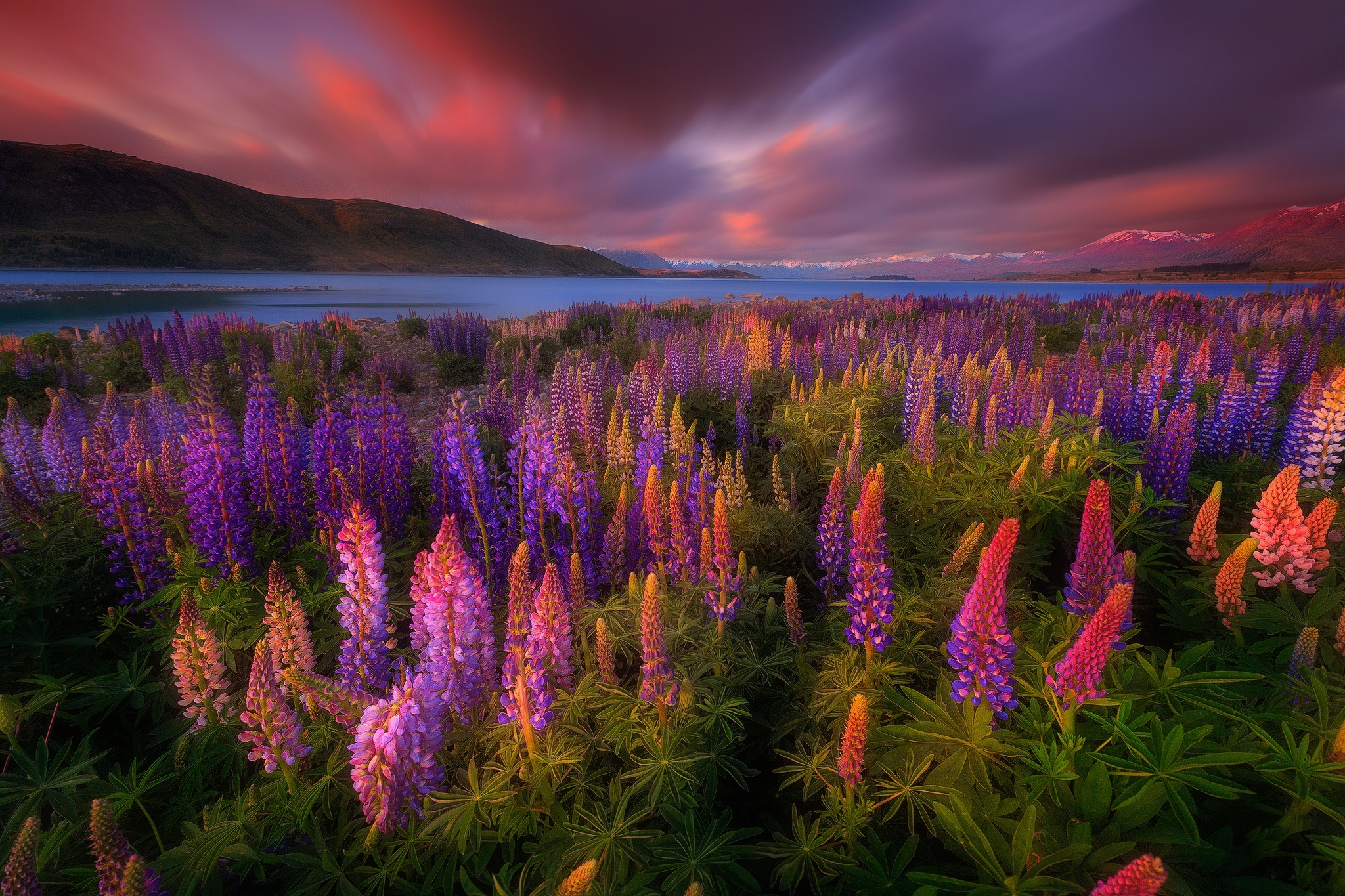 Lupine HD, New Zealand, Flower Gallery HD Wallpaper