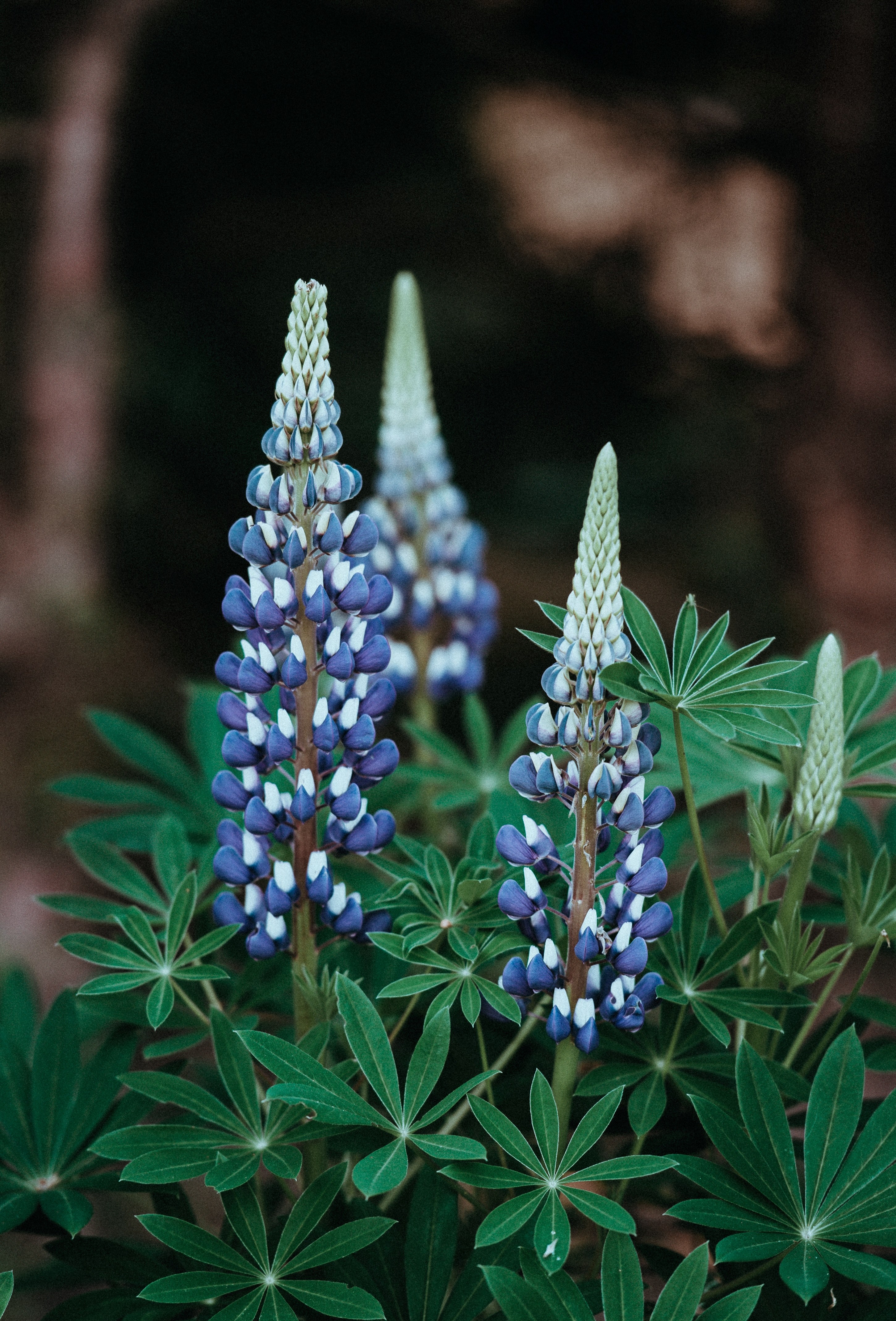 Wallpaper / clusters of dark blue lupine flowers, lupin 4k wallpaper free download