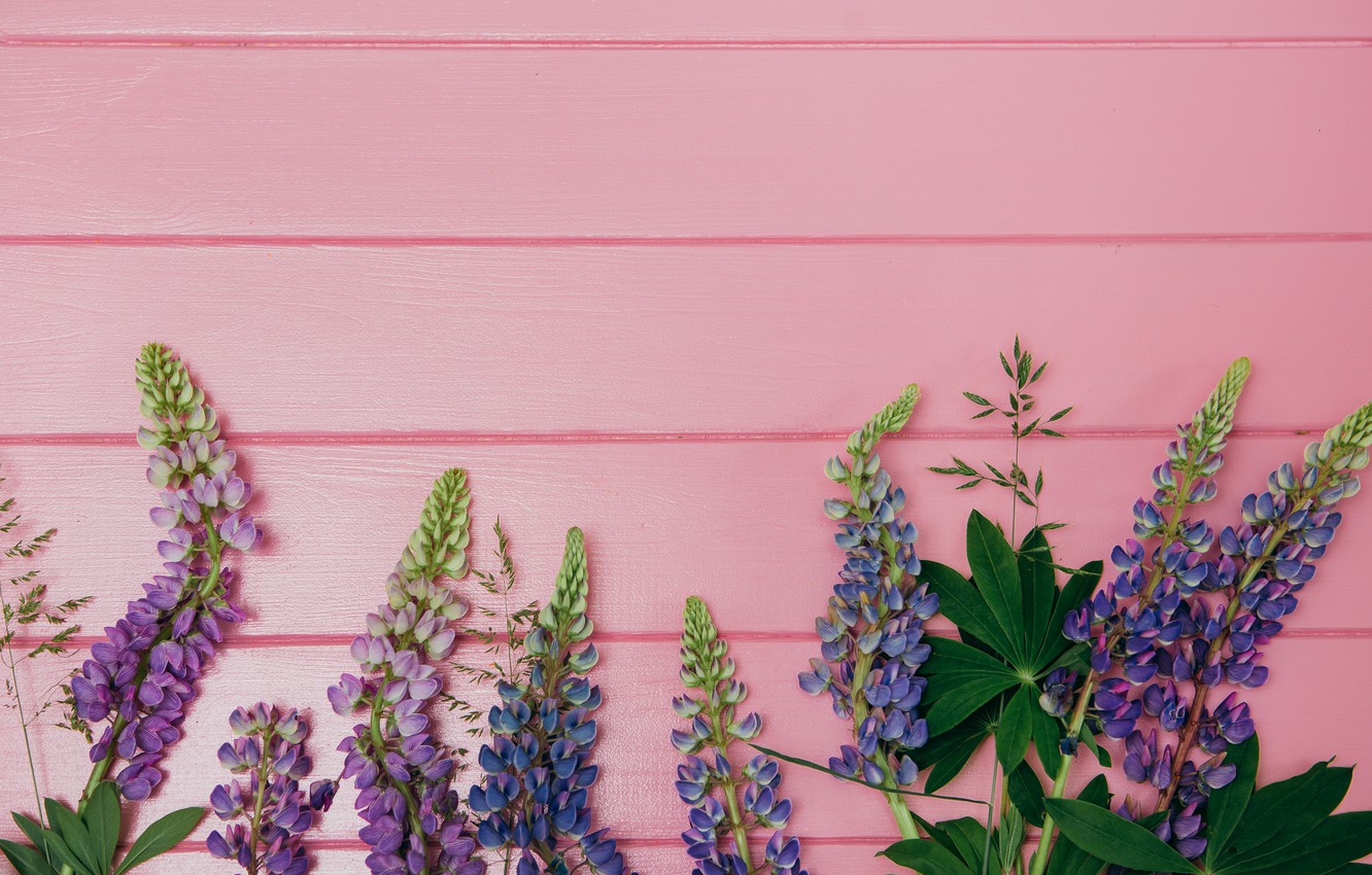 Wallpaper flowers, background, pink, wood, pink, flowers, purple, lupins, lupine image for desktop, section цветы