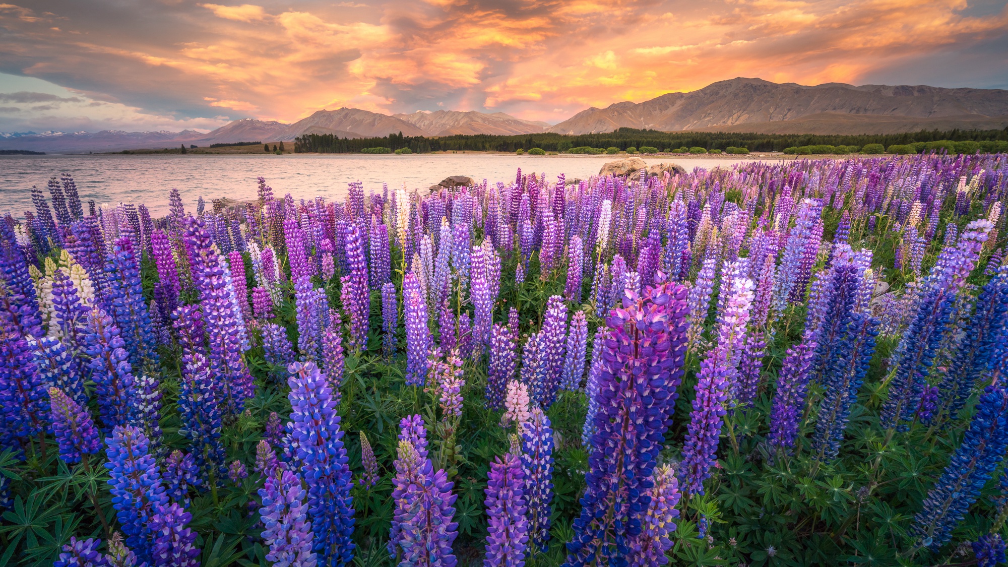 Purple, Lupine, Flower, Nature