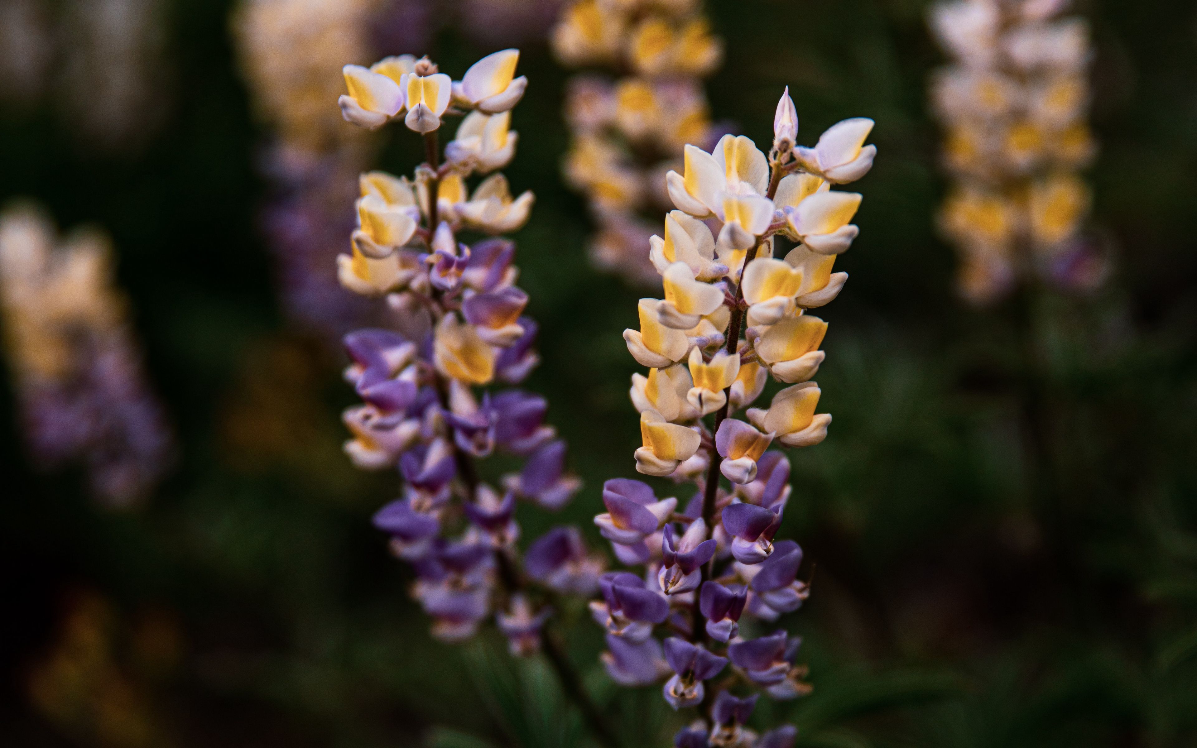 Lupine flower up close Wallpaper 4k Ultra HD