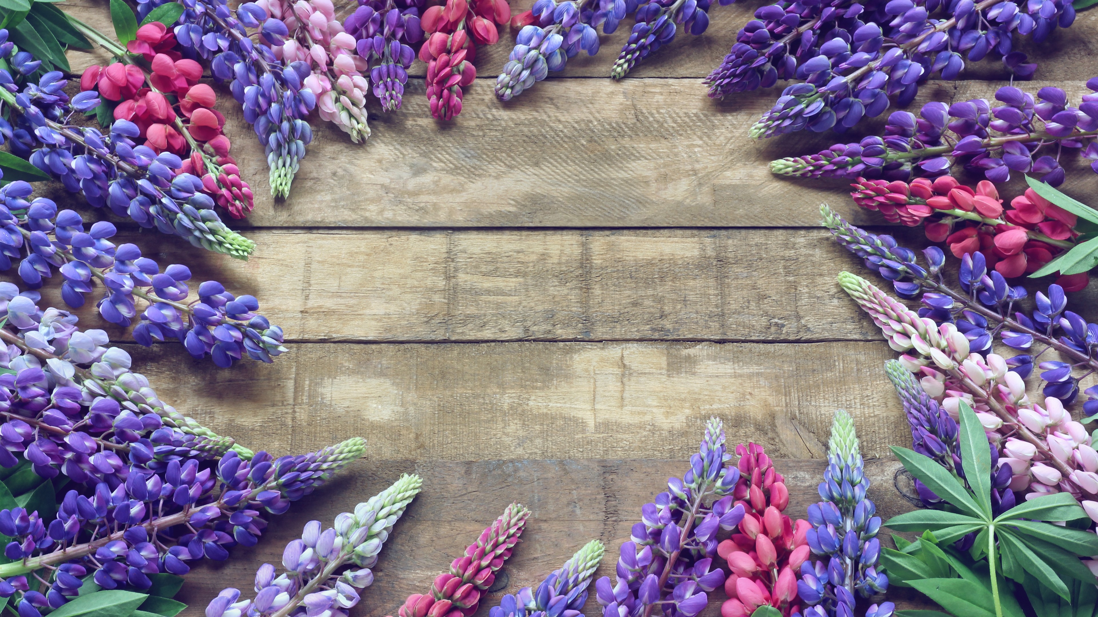 Wallpaper Colorful lupin flowers, spring 3840x2160 UHD 4K Picture, Image