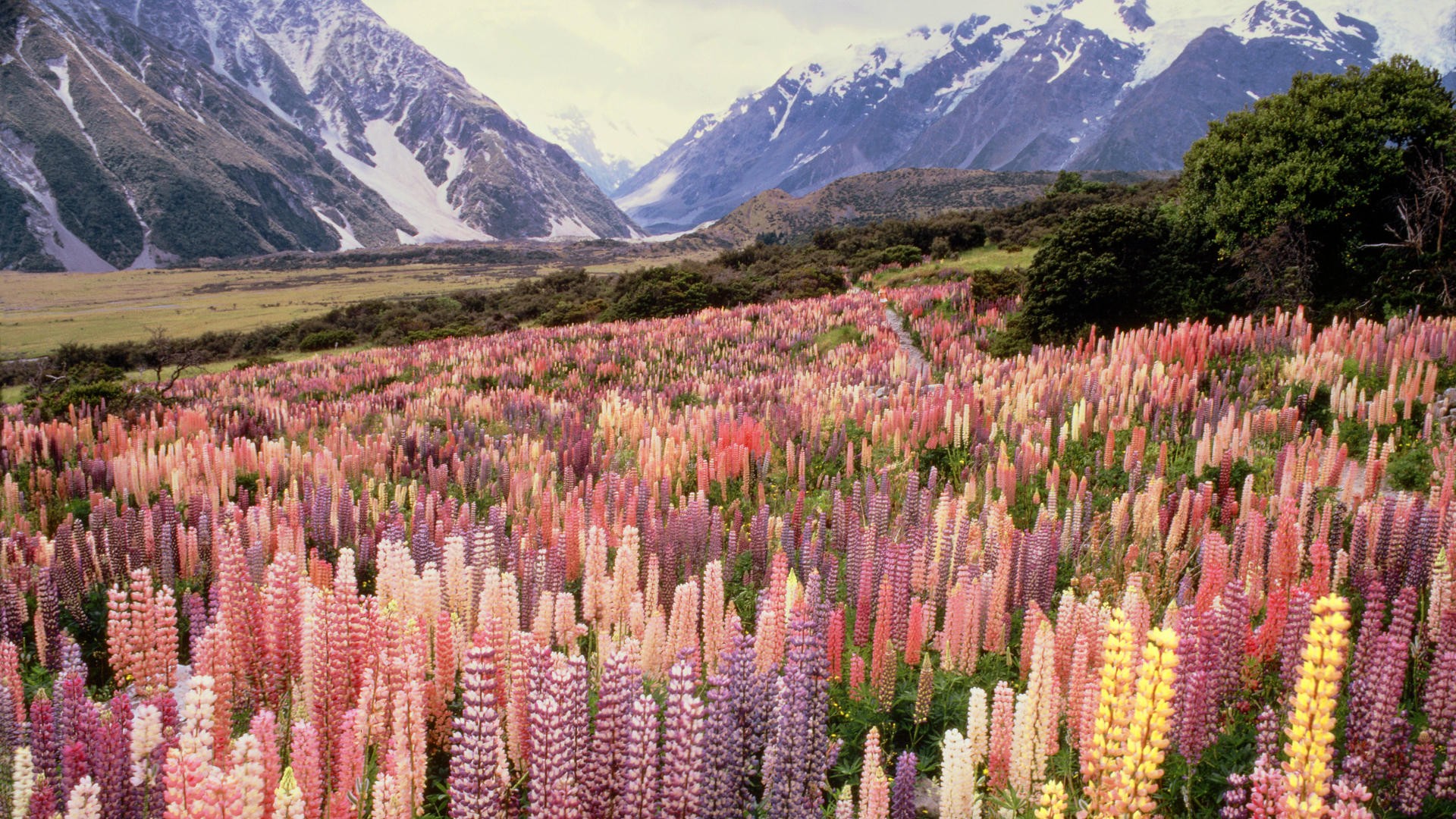 landscapes, Flowers, New, Zealand, National, Park, Mount, Lupine Wallpaper HD / Desktop and Mobile Background