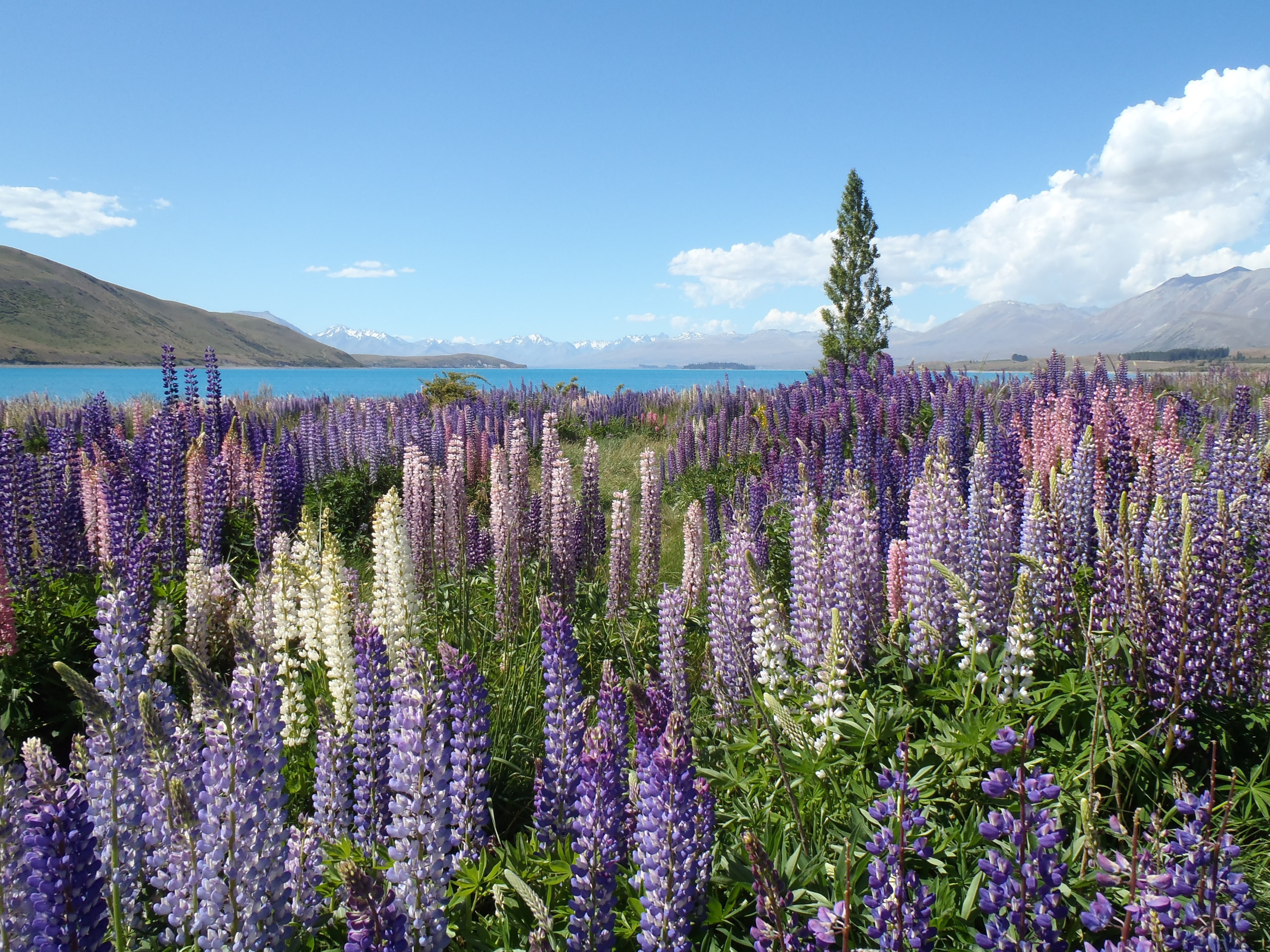 Wallpaper / tall lupine flowers in a meadow by a blue mountain lake, lupine near a mountain lake 4k wallpaper free download