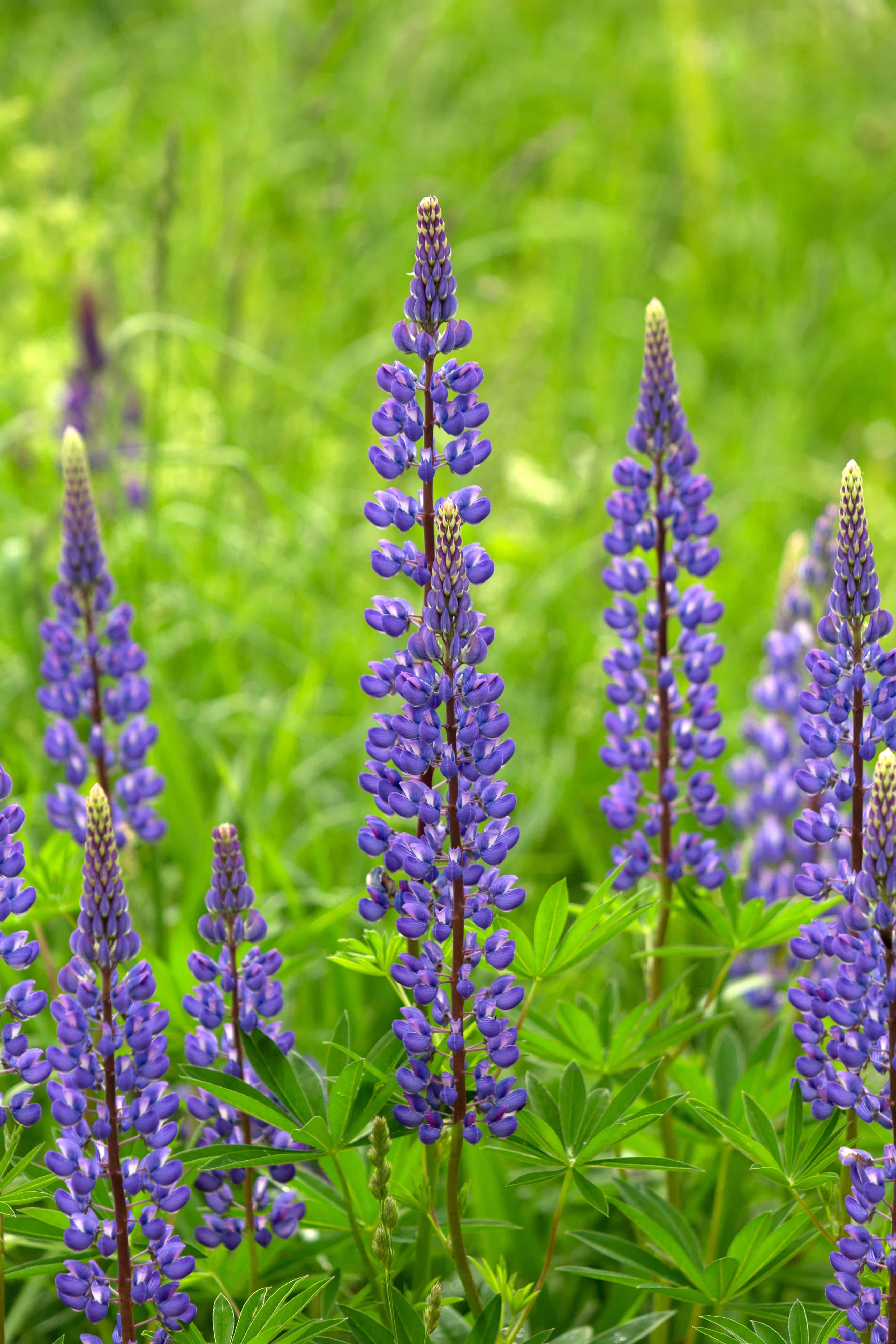 Lupine flowers free image