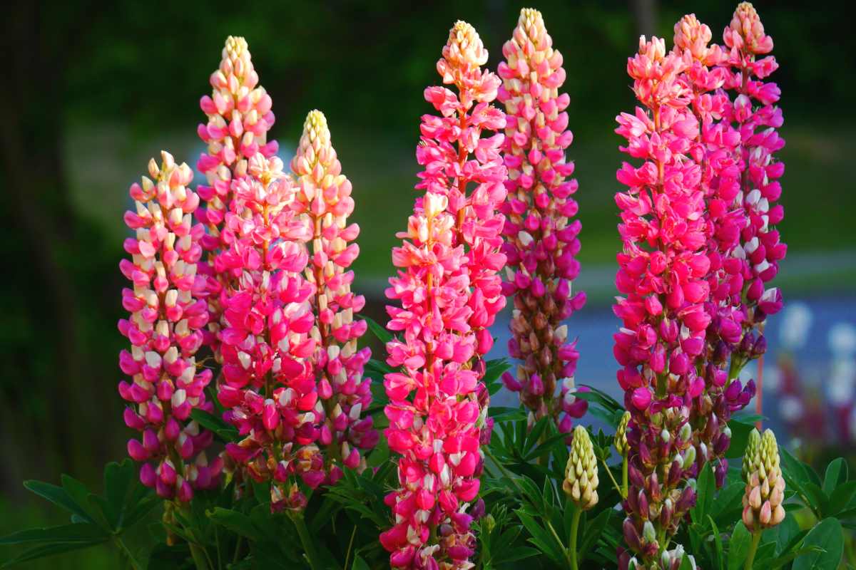 Lupine and advice on caring for it