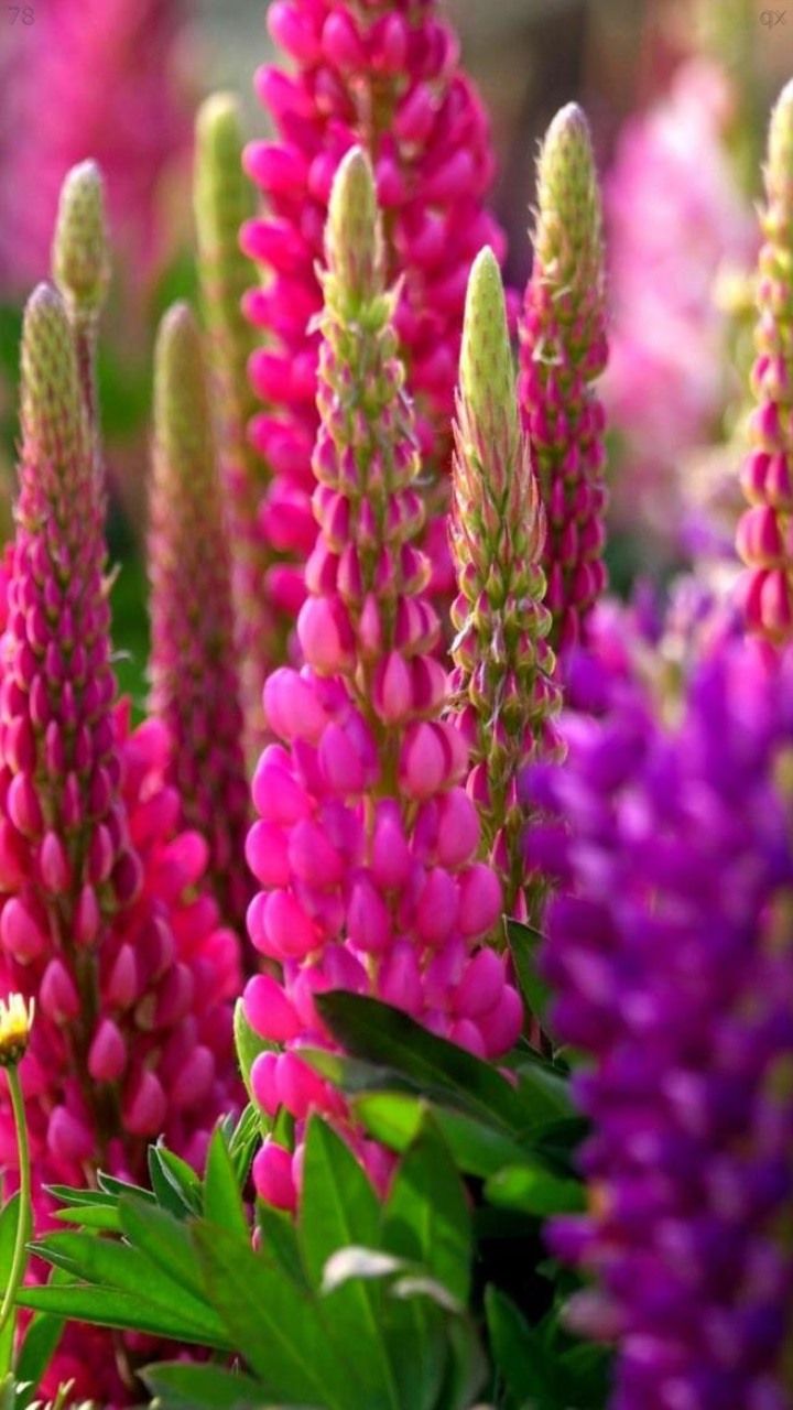 Top Free Spring Wallpaper