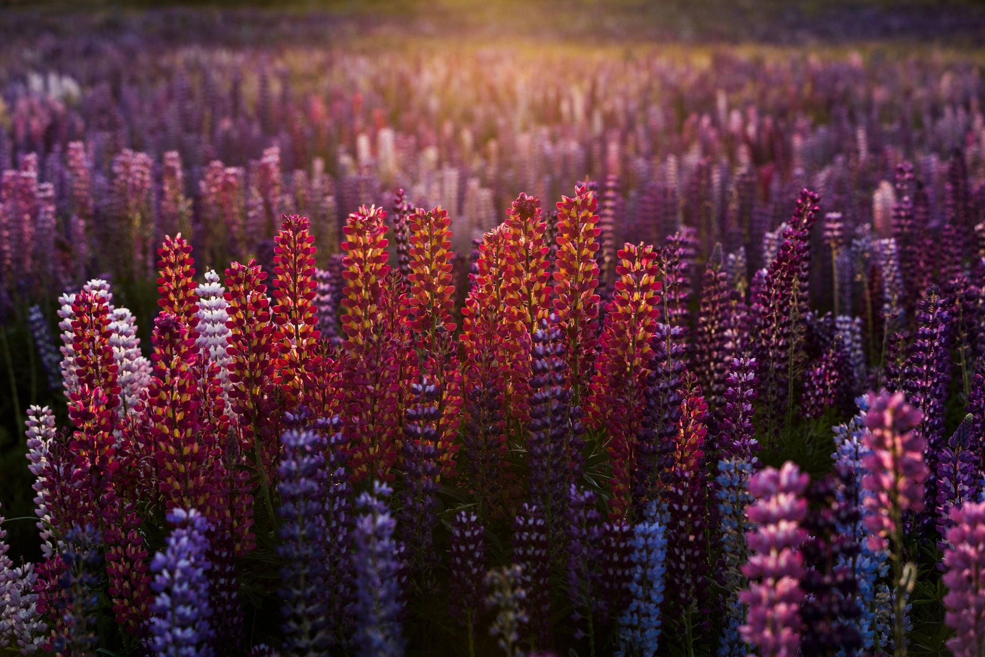 red flowers, landscape, blurred, pink flowers, lupines, nature, blue flowers, Gallery HD Wallpaper