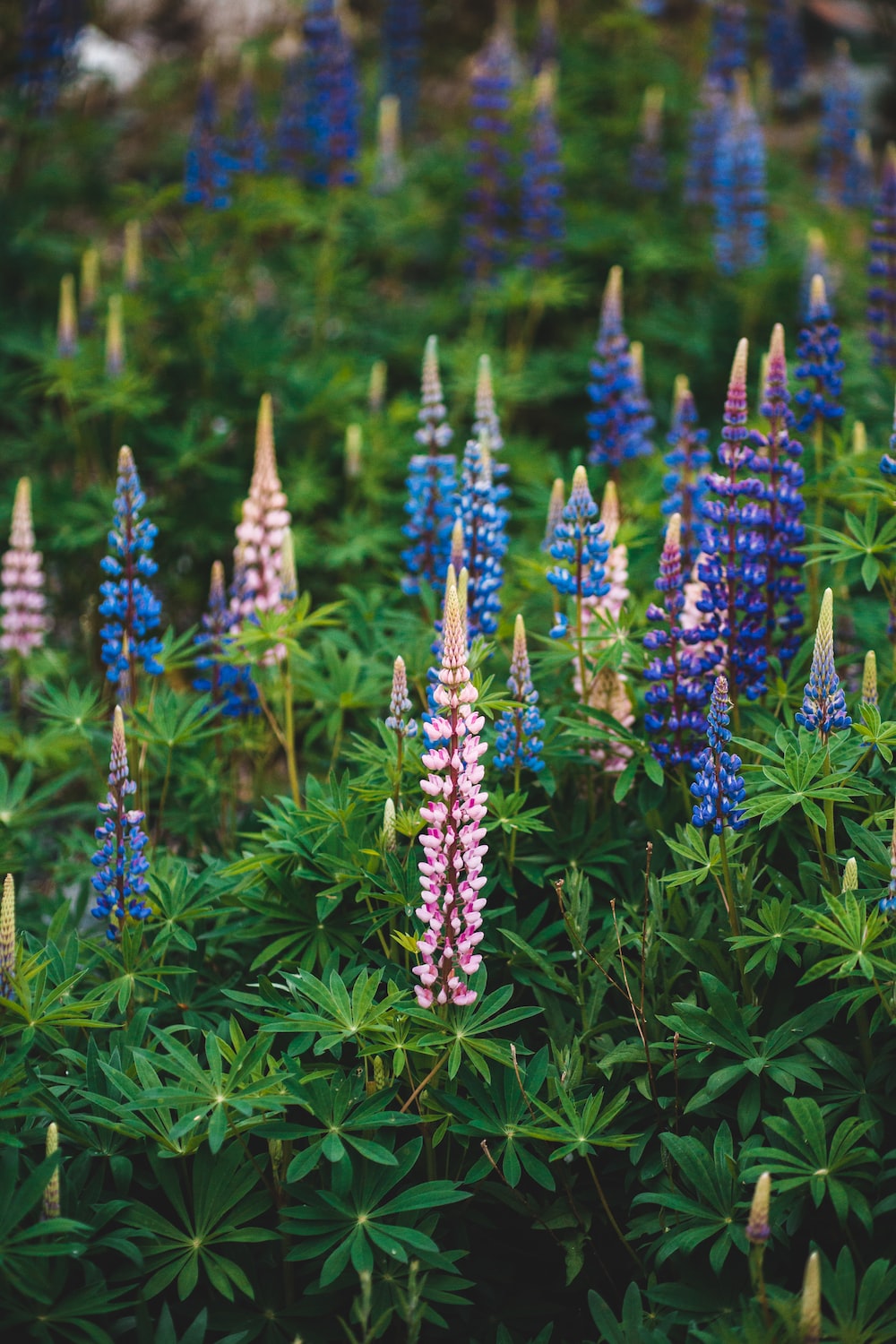 Lupins Picture. Download Free Image