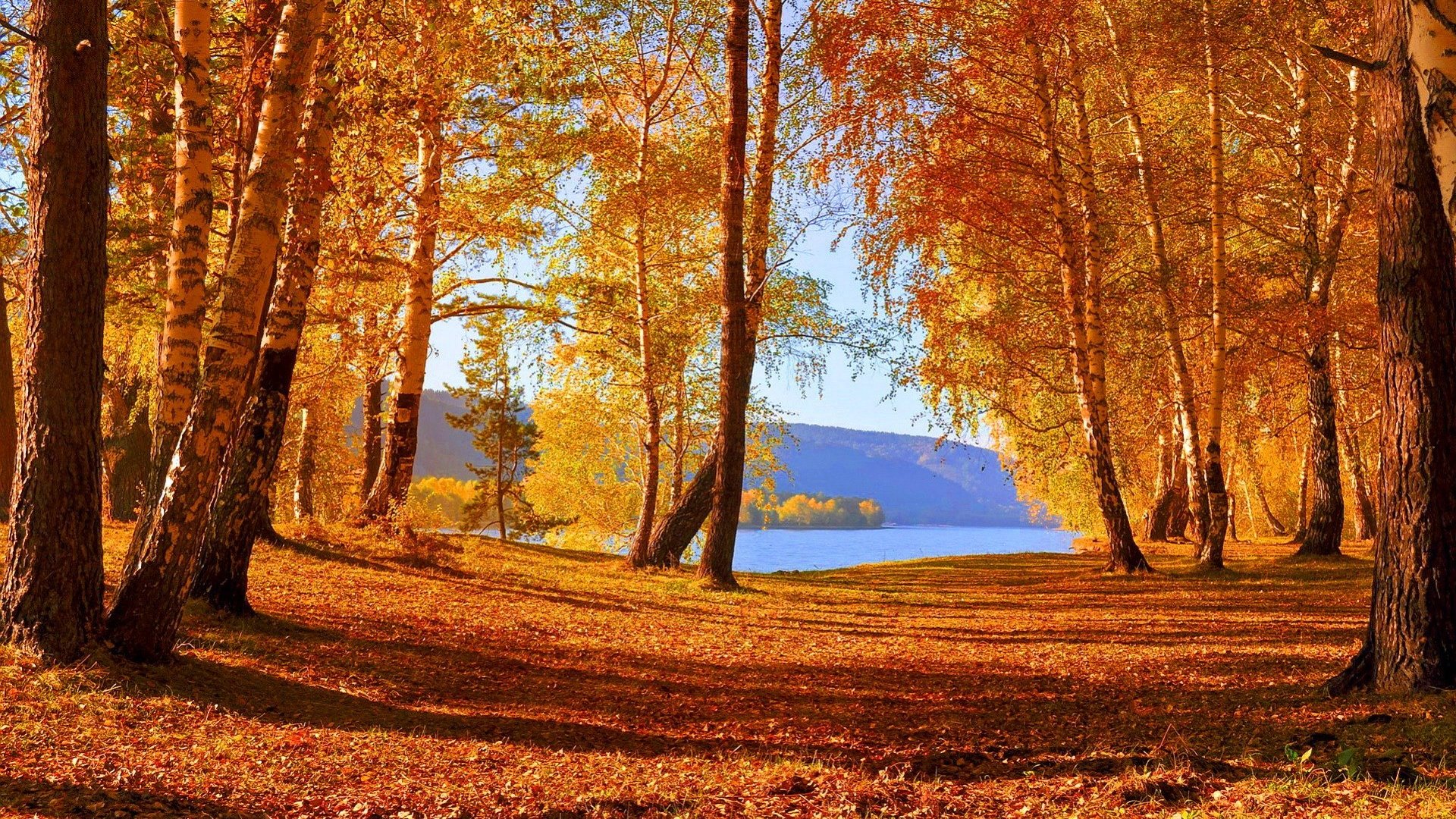 Wallpaper / fall, autumn, glow, shore, falling, beautiful, carpet, leaves, nice, calm, season, reflection, forest, lovely, golden, trees, lake, serenity, nature, branches free download