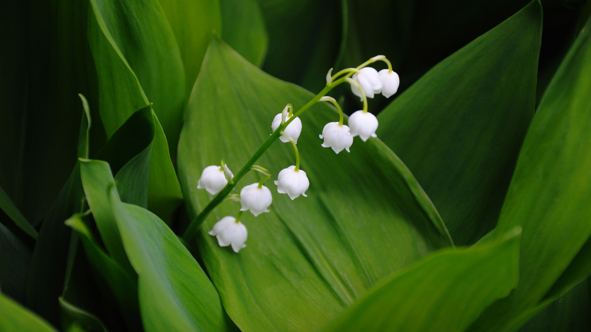 Valley Flowers Wallpapers - Wallpaper Cave