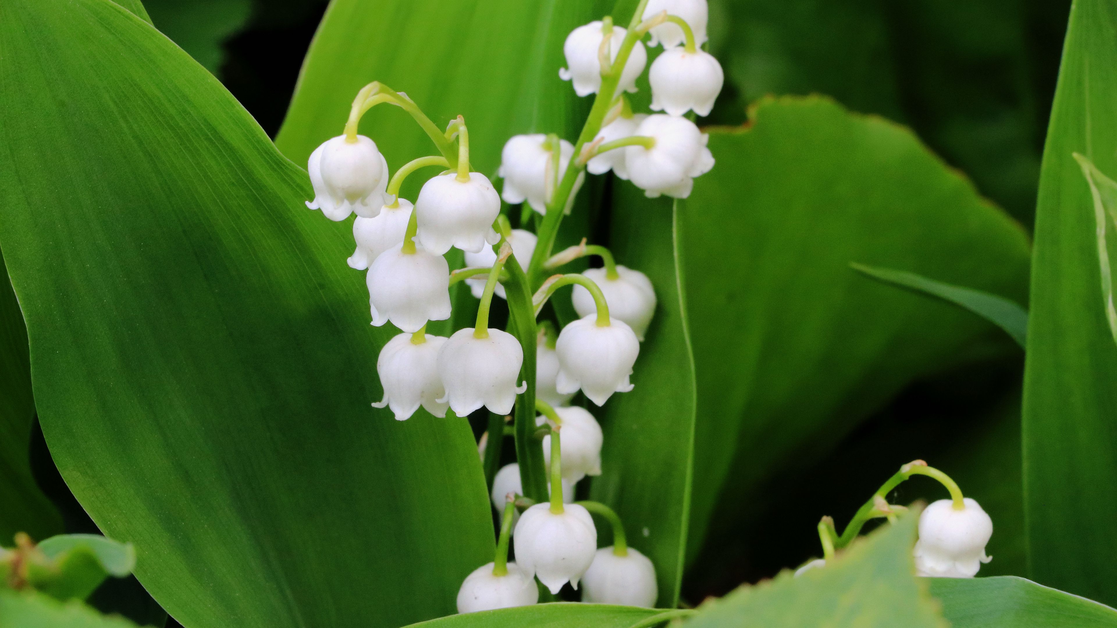 Wallpaper / lily of the valley, flowers, leaves, 4k free download