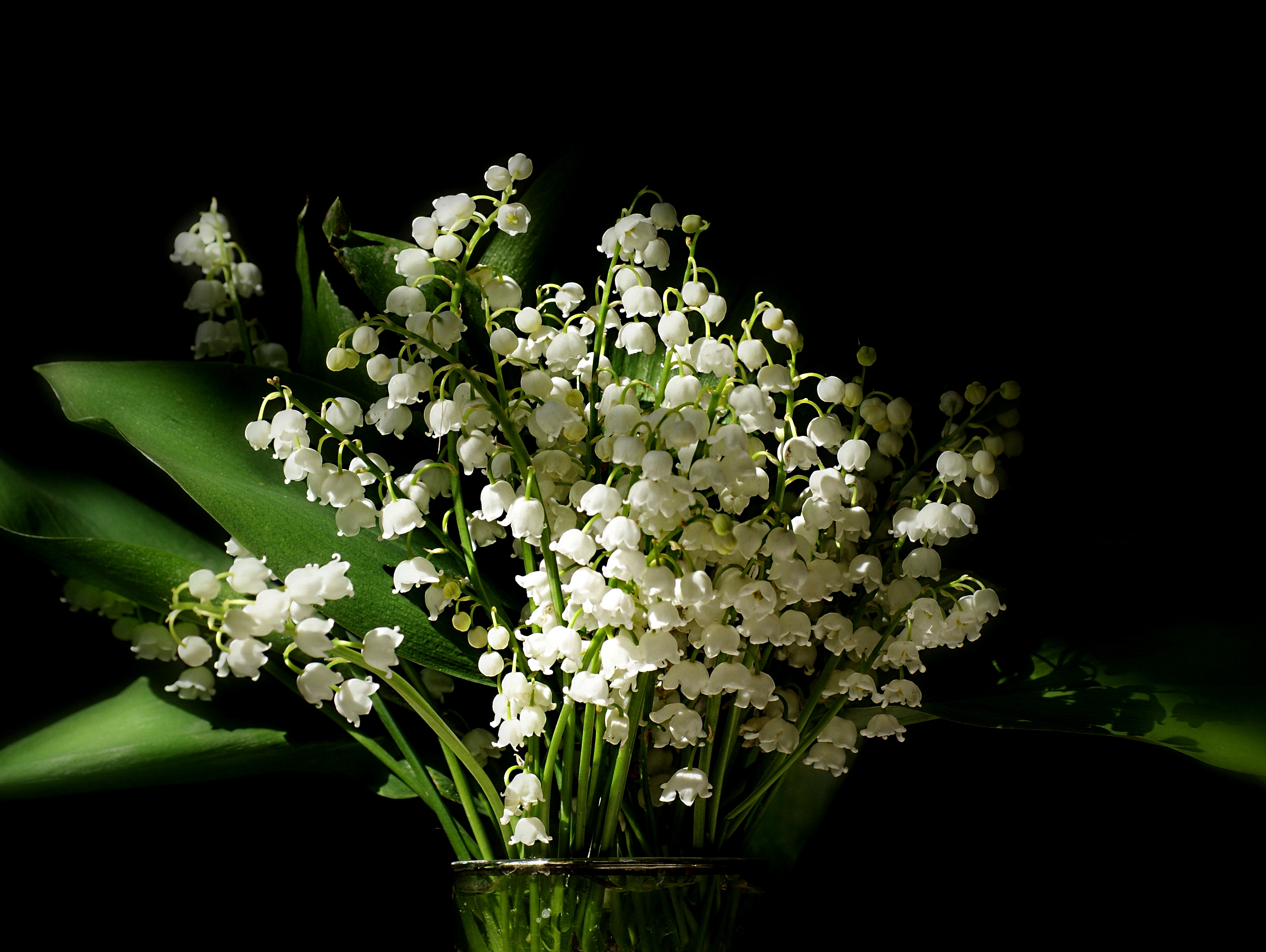 Lily Of The Valley HD Wallpaper and Background
