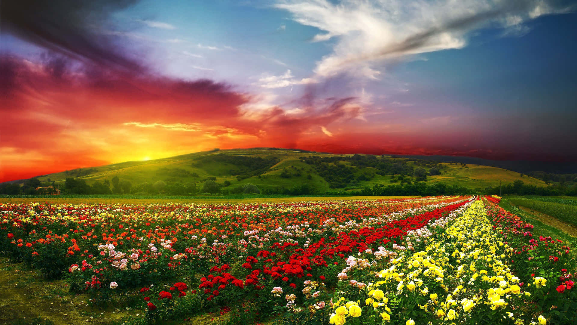 Download Valley Of Flowers National Park 4k Flowers Background