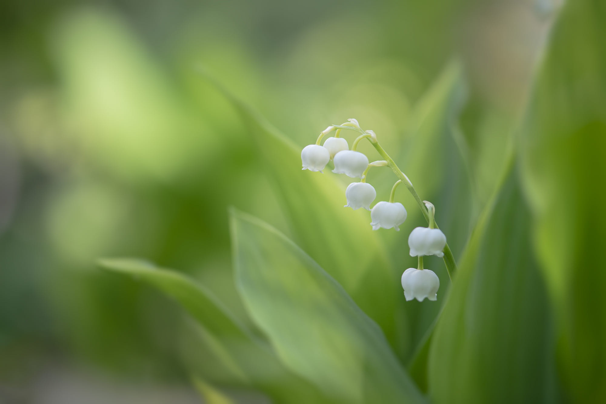Lily Of The Valley HD Wallpaper