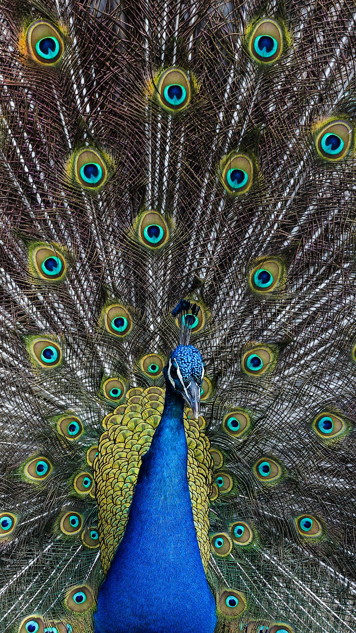 iPhone X wallpaper. peacock animal bird art
