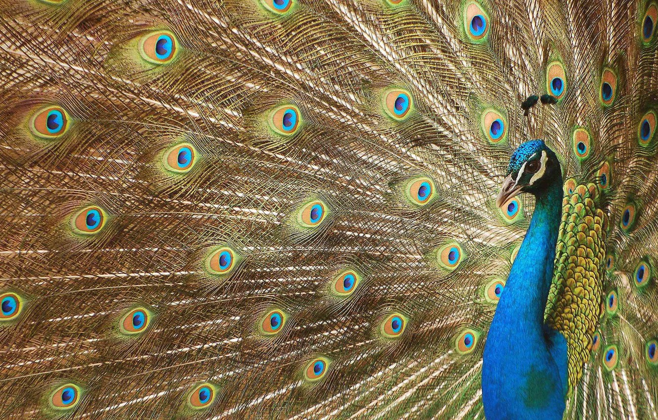 Wallpaper eyes, feathers, tail, peacock, beautiful bird wallpaper, beautiful bird, luxurious plumage, digital art, Peacock image for desktop, section животные
