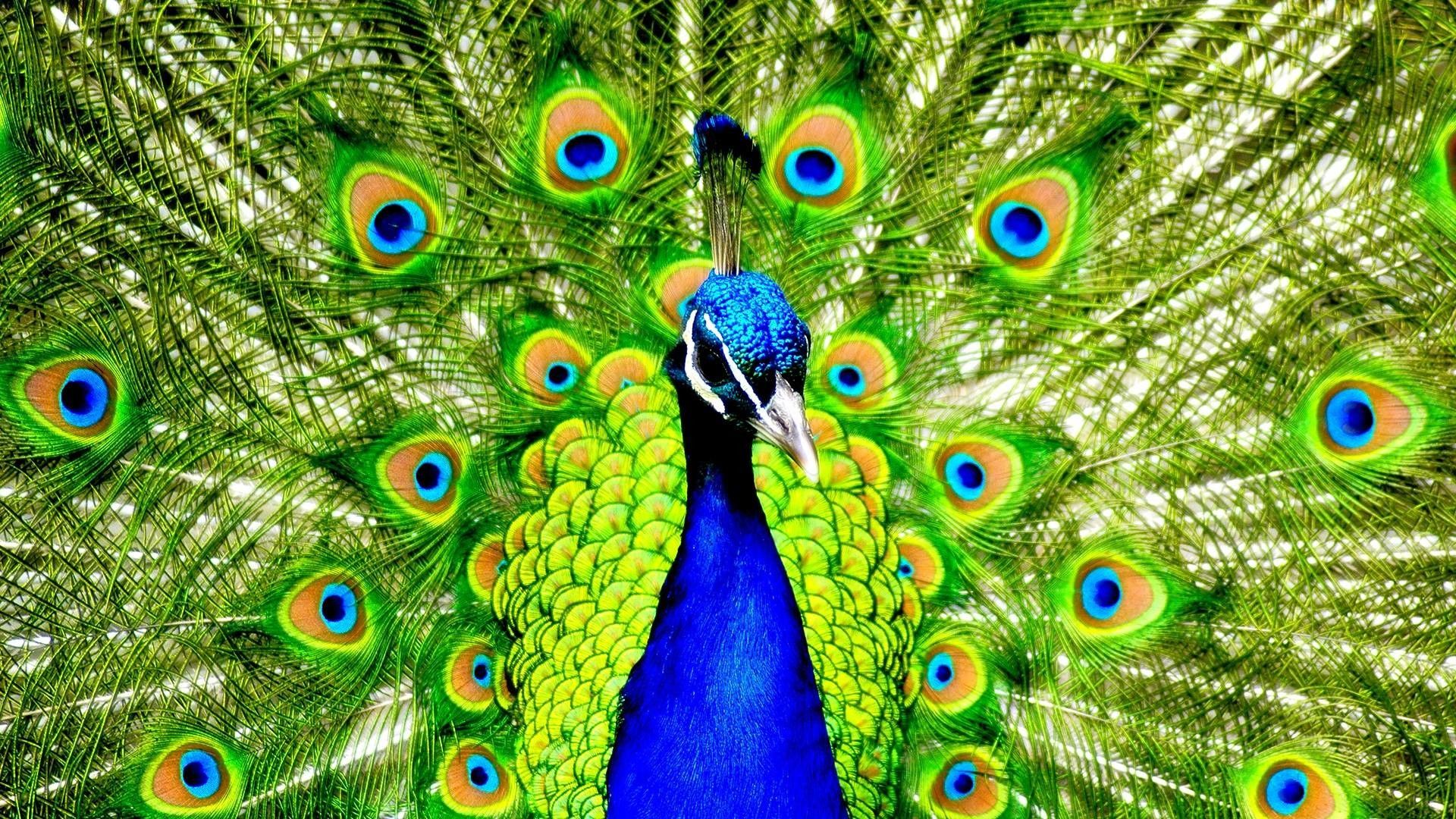 Peacock Wallpaper