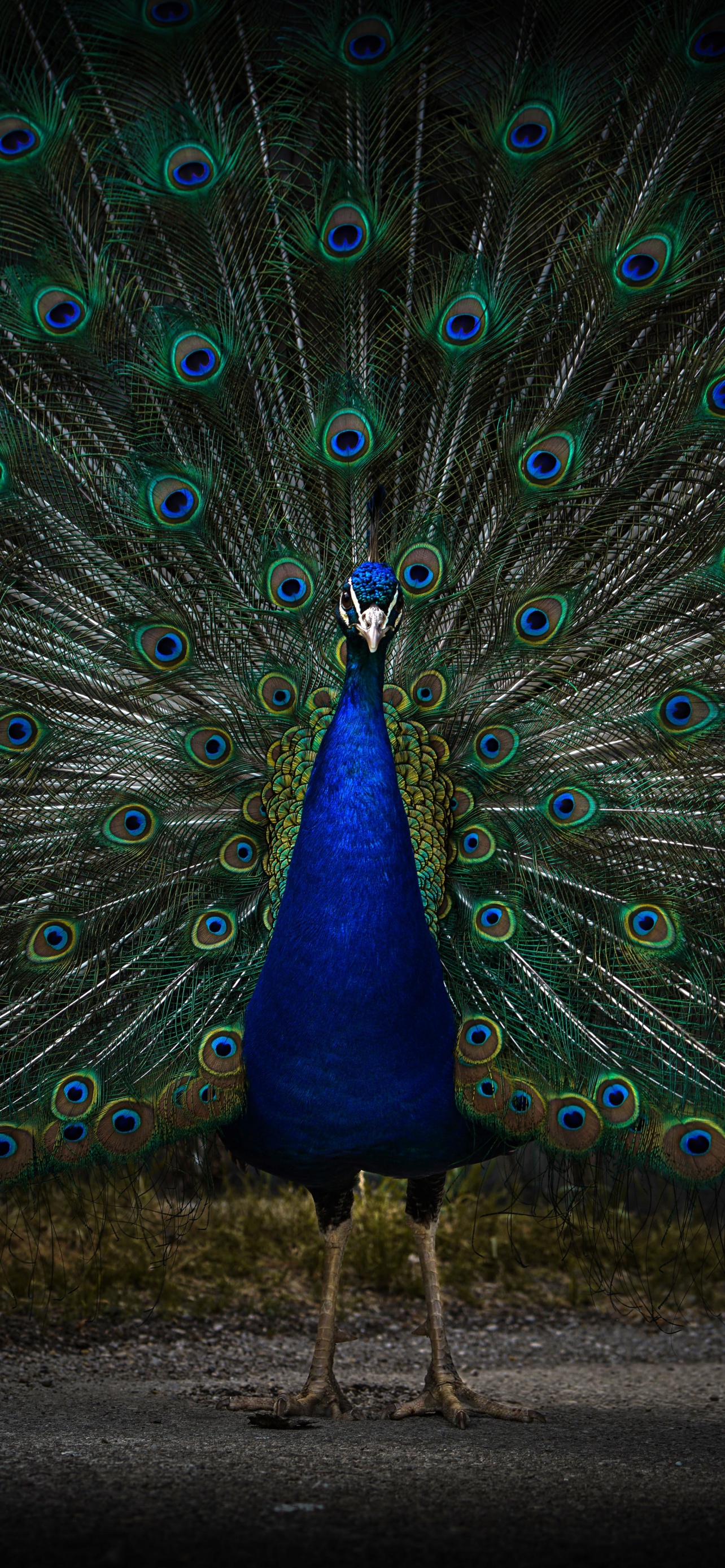Peacock Wallpaper 4K, Peafowl, Zoo, Dark, 5K, Animals