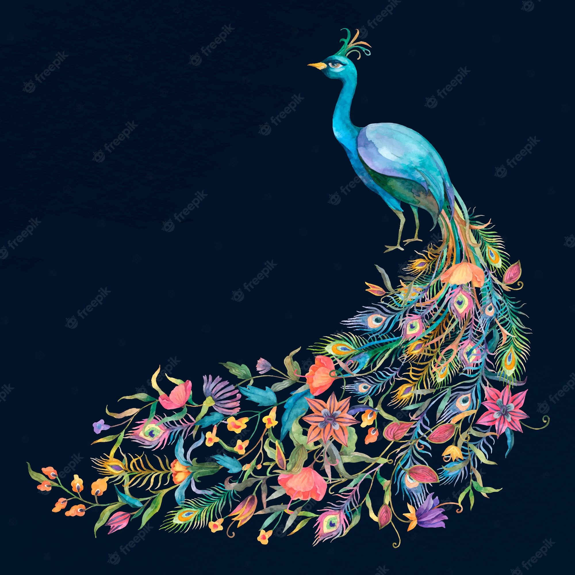 Peacock Illustration Image