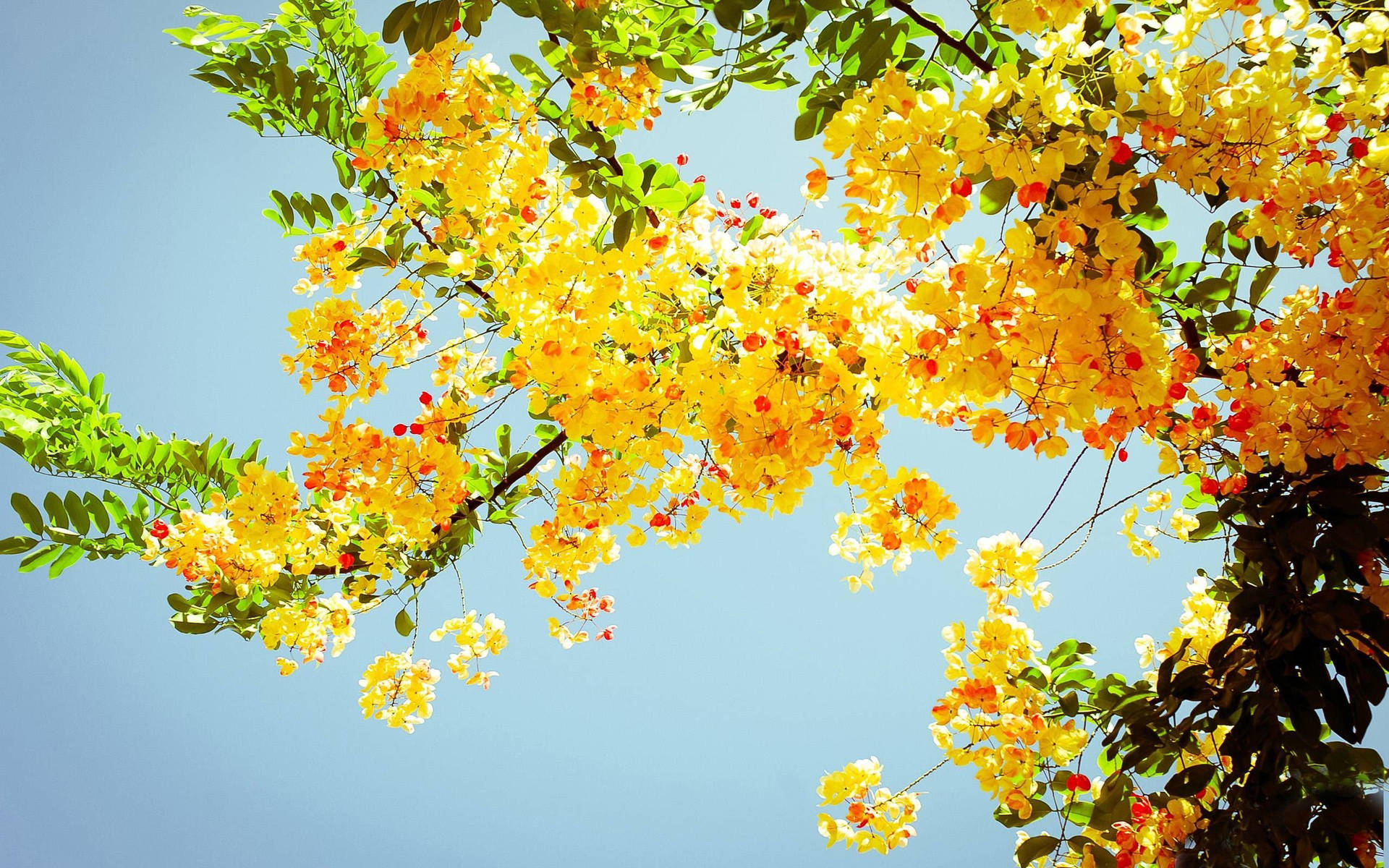 Download Summer Aesthetic Yellow Flowers Wallpaper