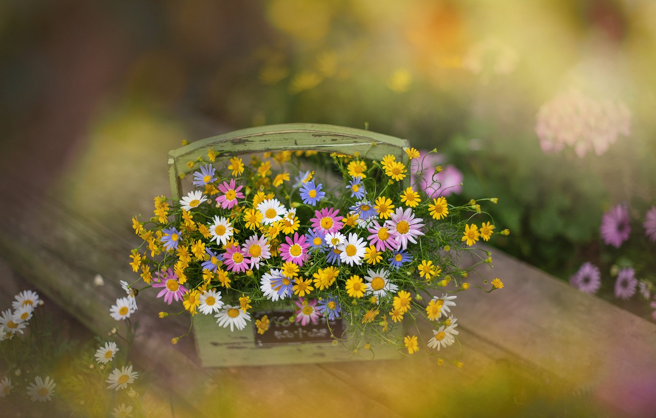 Wallpaper summer, flowers, nature image for desktop, section цветы