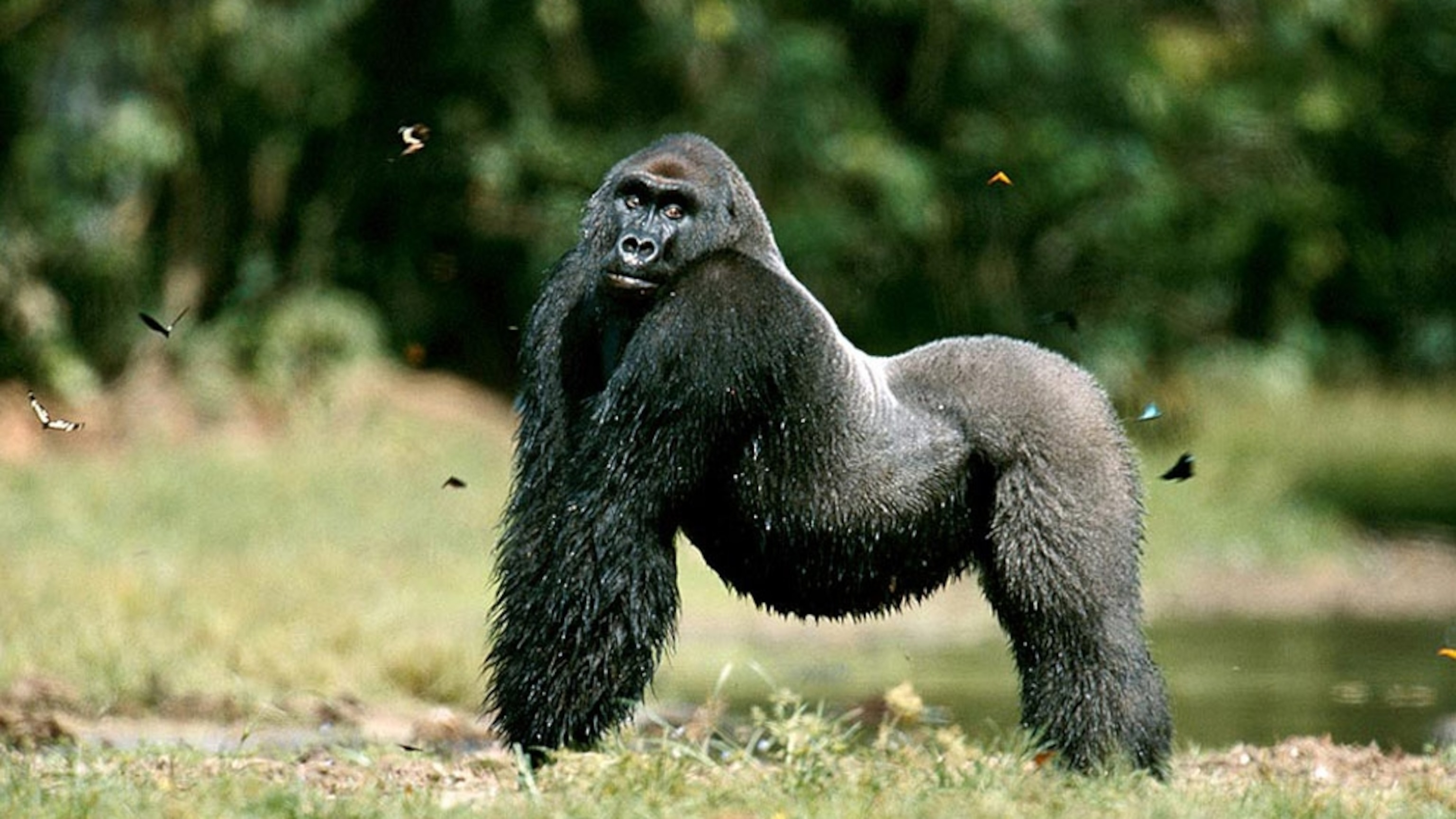 Gorilla Picture Wallpaper