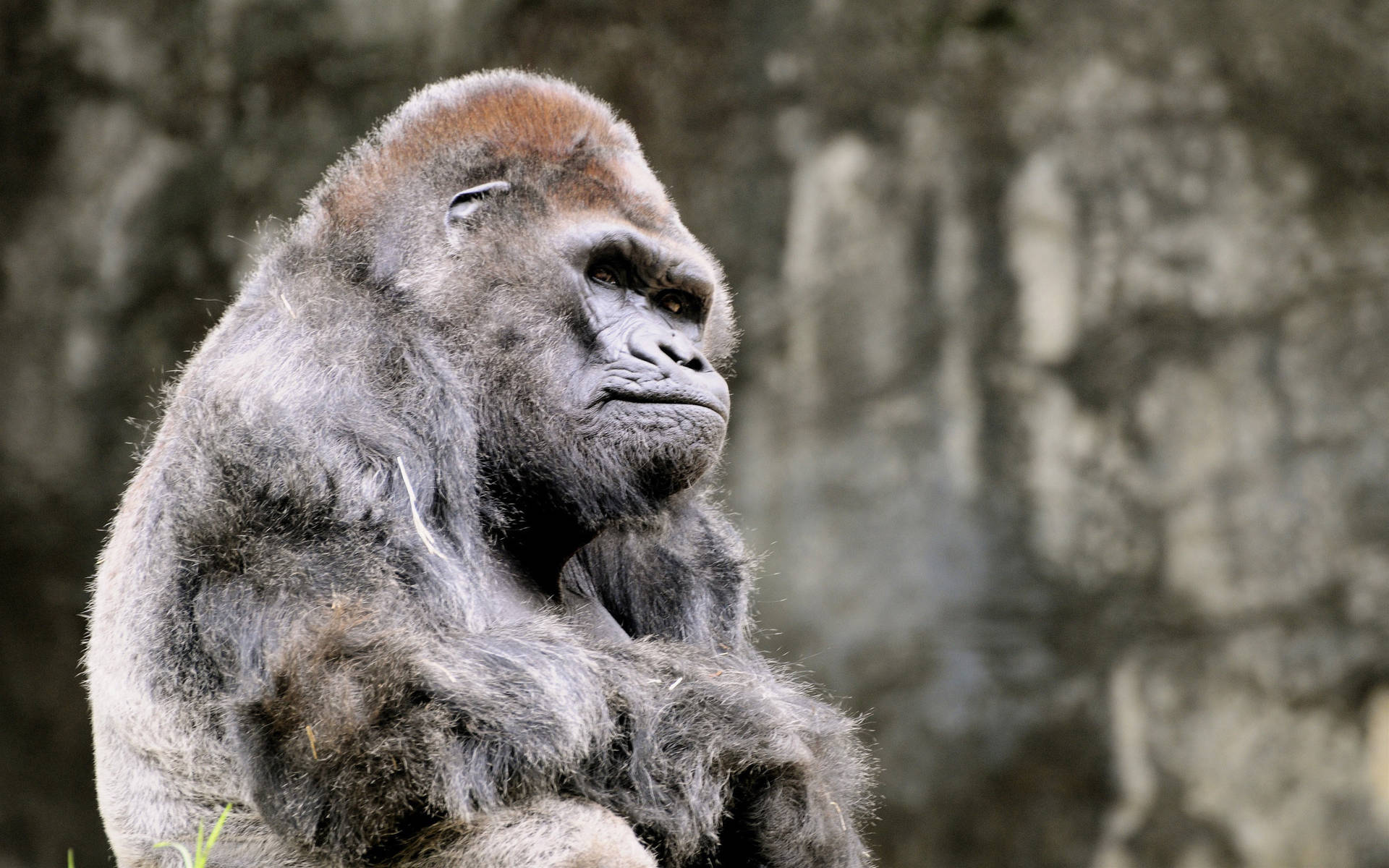 Download Ragged Silverback Gorilla Wallpaper