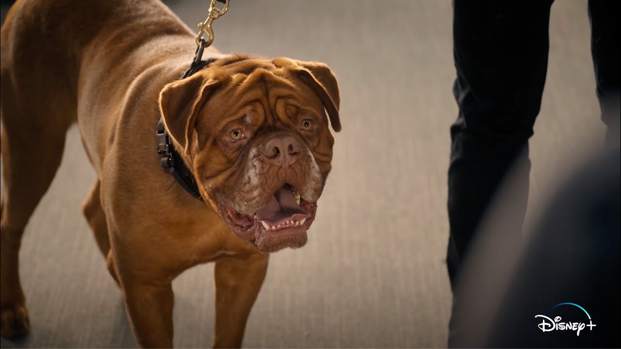 EXCLUSIVE CLIP: Hooch Takes Down a Table of Donuts in the Disney+ Series ' Turner & Hooch' Dogington Post