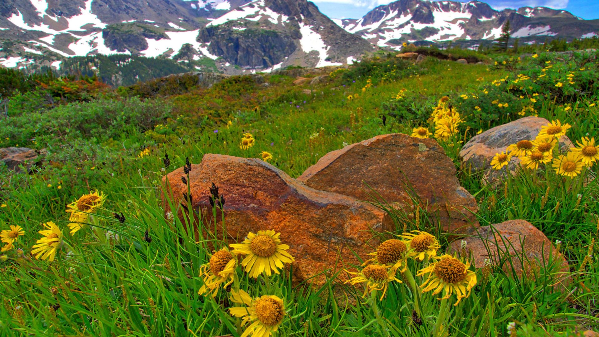 Indian Peaks Wilderness Colorado Rocky Mountains Snow Yellow
