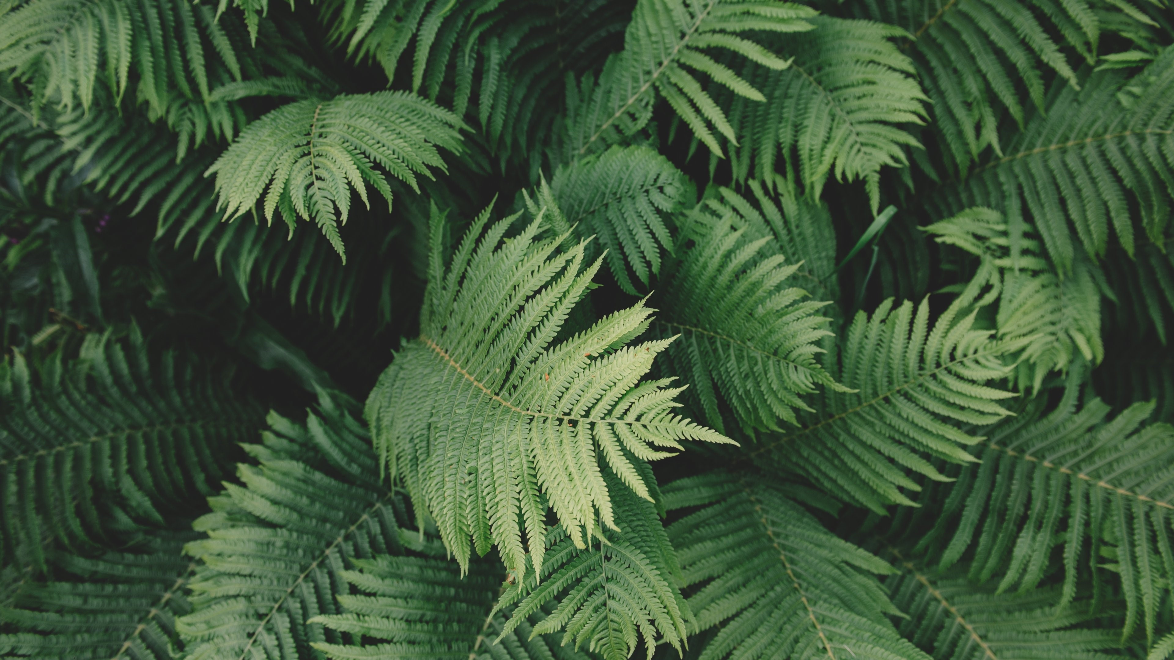 4K, plants, fern, leaves Gallery HD Wallpaper