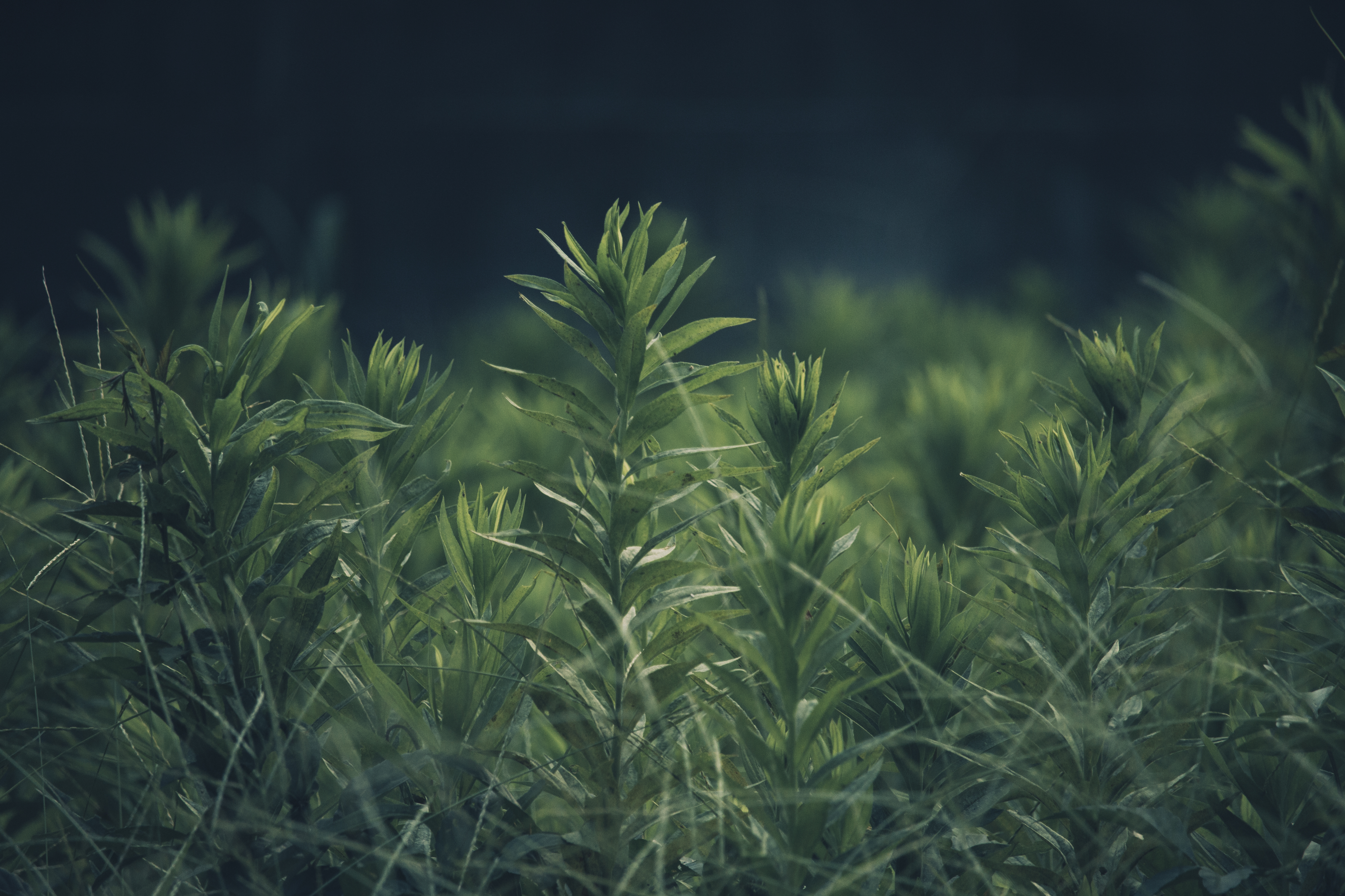 HD desktop wallpaper: Nature, Grass, Smooth, Plant, Blur download free picture