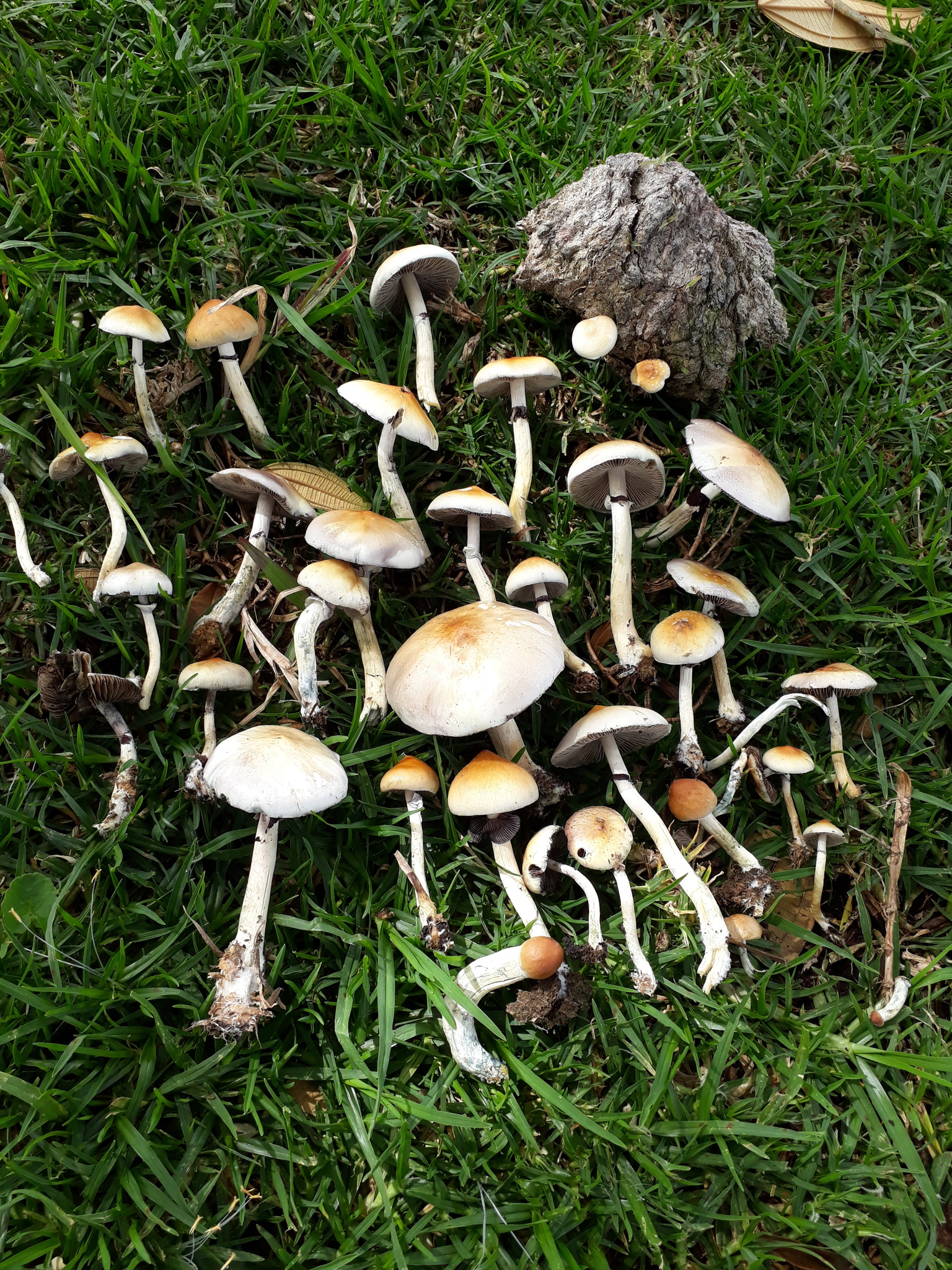 Psilocybin Mushrooms Addiction Treatment & Abuse Warning Signs