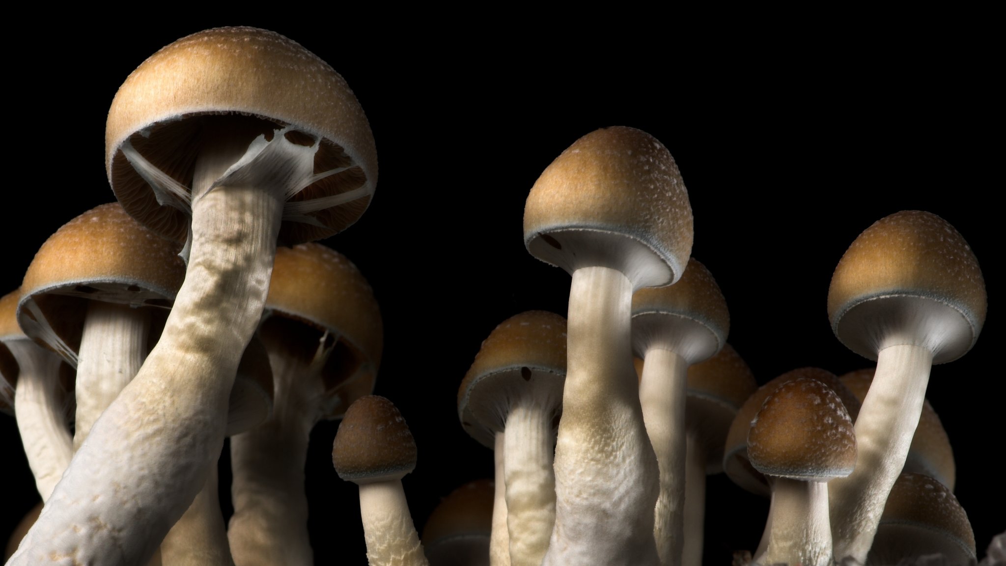 Magic mushrooms can 'reset' depressed brain