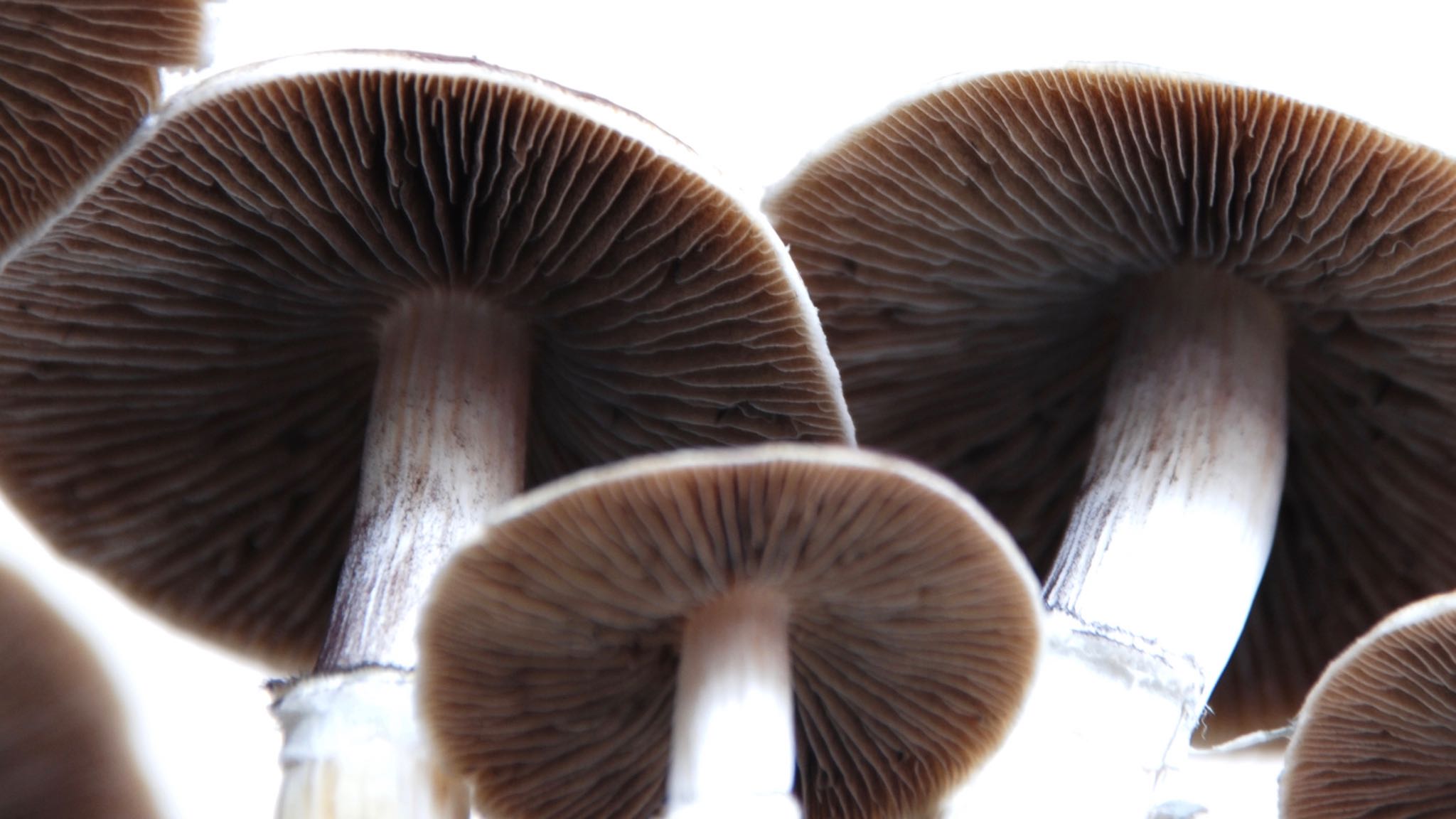 Magic Mushrooms Lift Deep Depression in 12 Patients