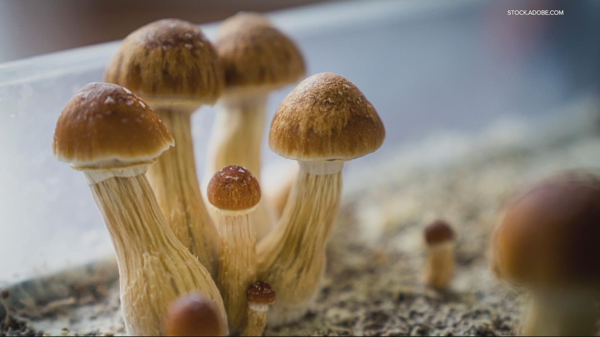 Oregon Psilocybin Services to finalize rules in December 2022