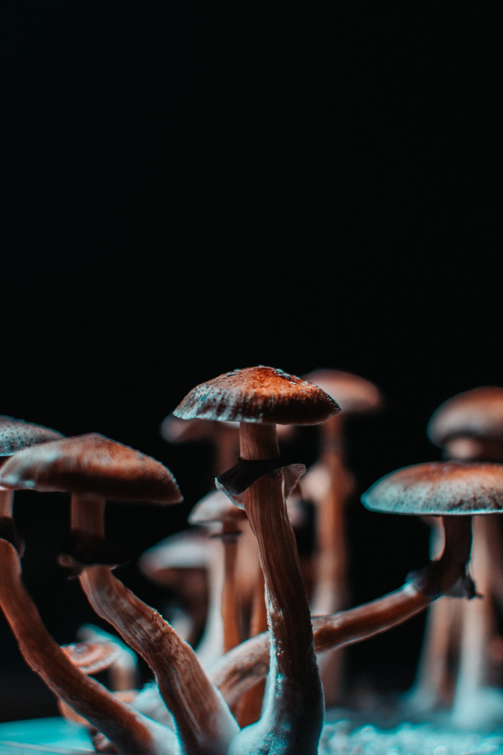 Why Does The Majority Of The British Public Support Psilocybin Patient Access Rights? Everything You Need To Know About Psilocybin Assisted Therapy