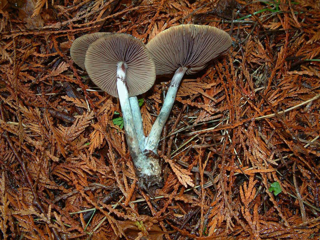 Selected Psychedelic Species Mycological Society