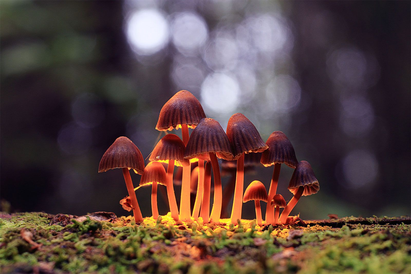 Psilocybin mushroom. Description, Species, Uses, Hallucinogen, & Facts