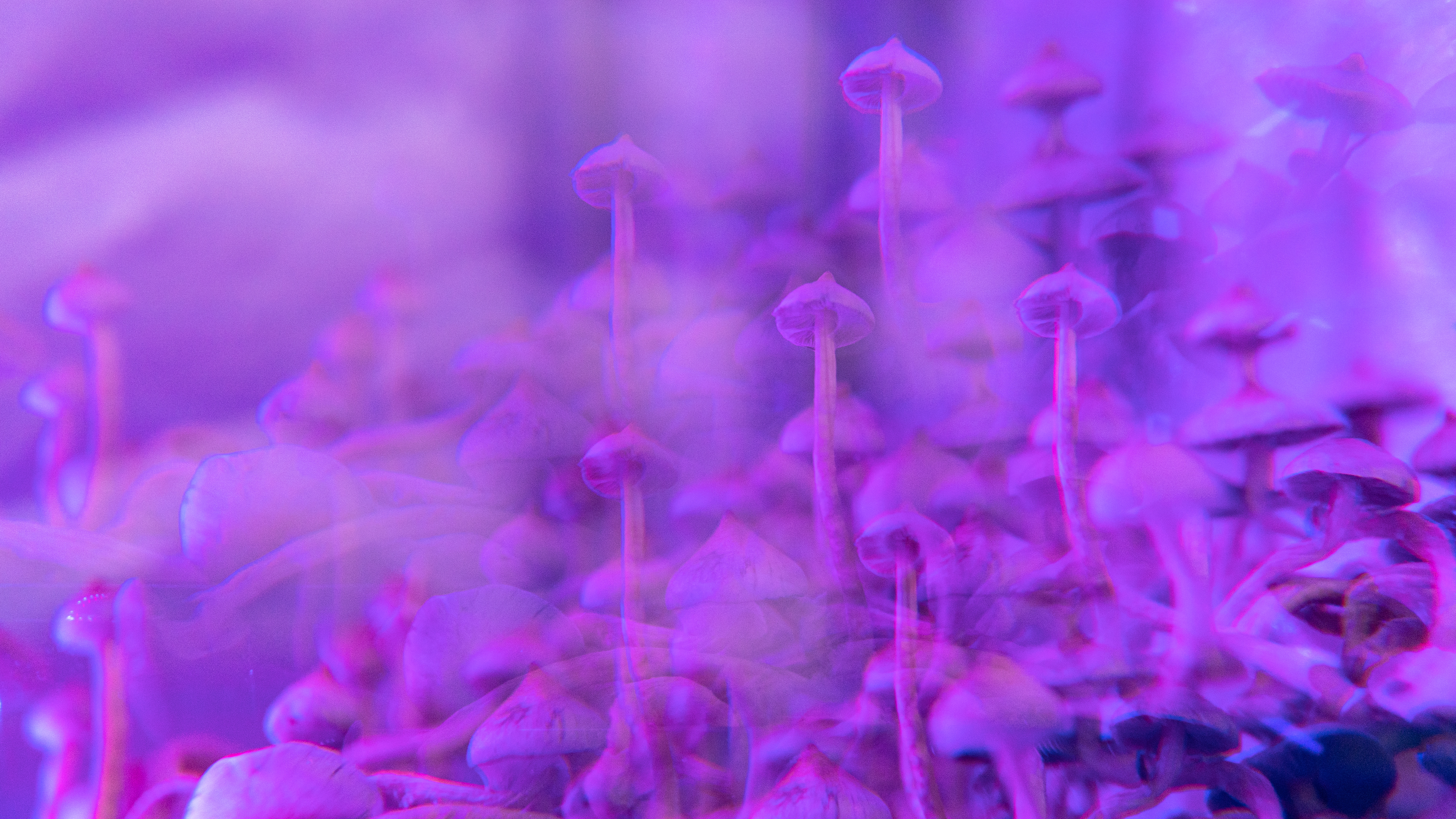 Psilocybin patent highlights the swirling battle over psychedelics IP