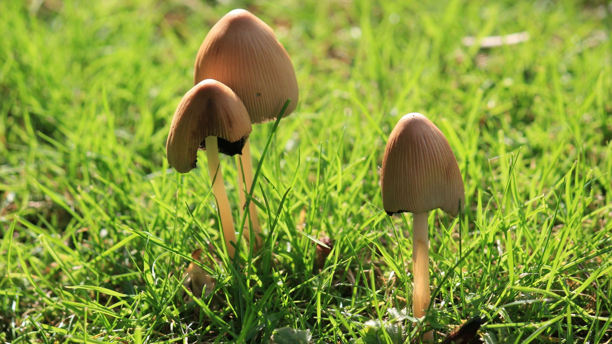 Psilocybin: British study finds 'magic mushroom' drug can be safely used to treat depression. Science & Tech News